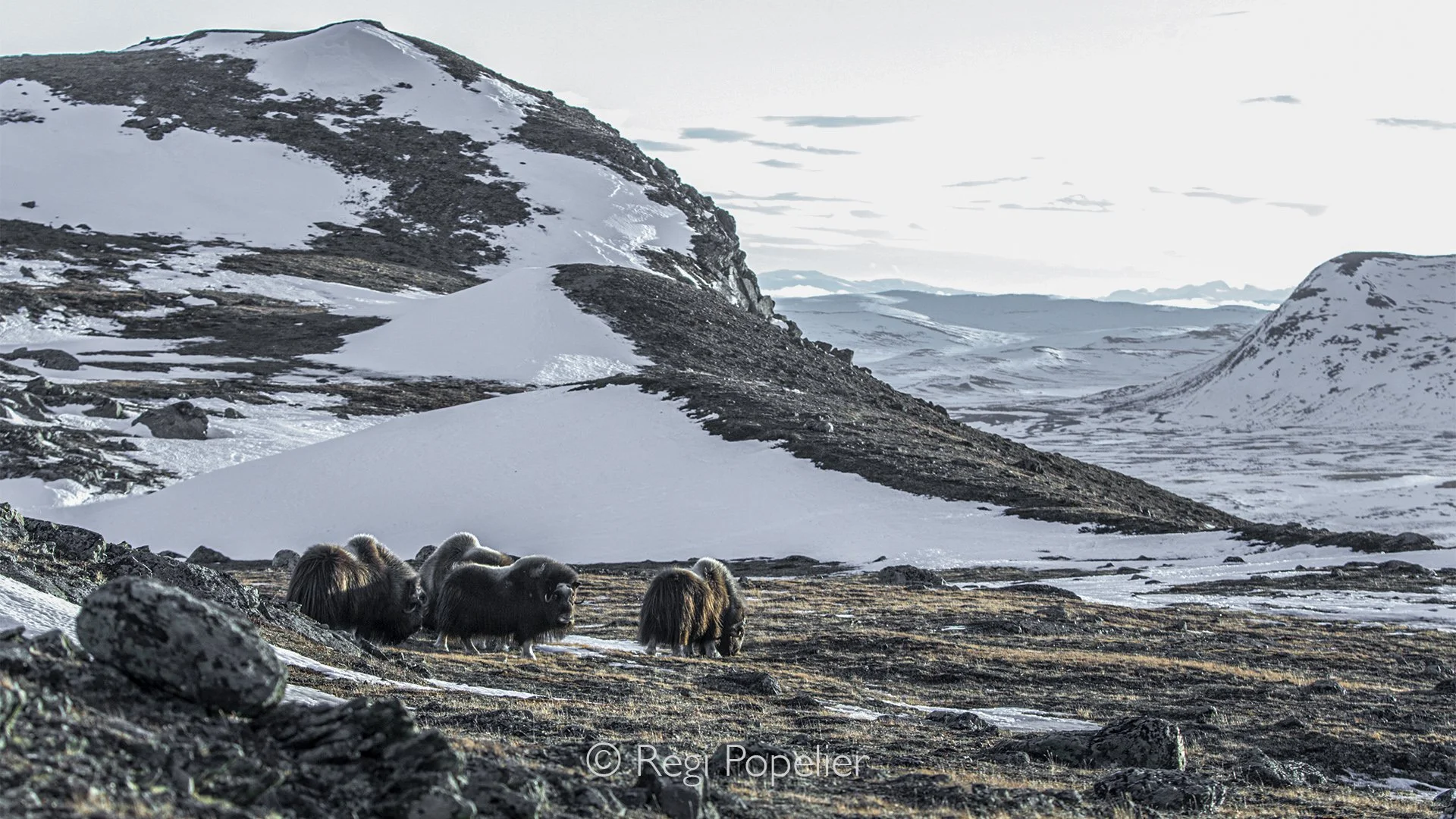 NORWAY053 - The rugged beauty of Dovrefjell is reflected in the powerful presence of its most iconic resident.