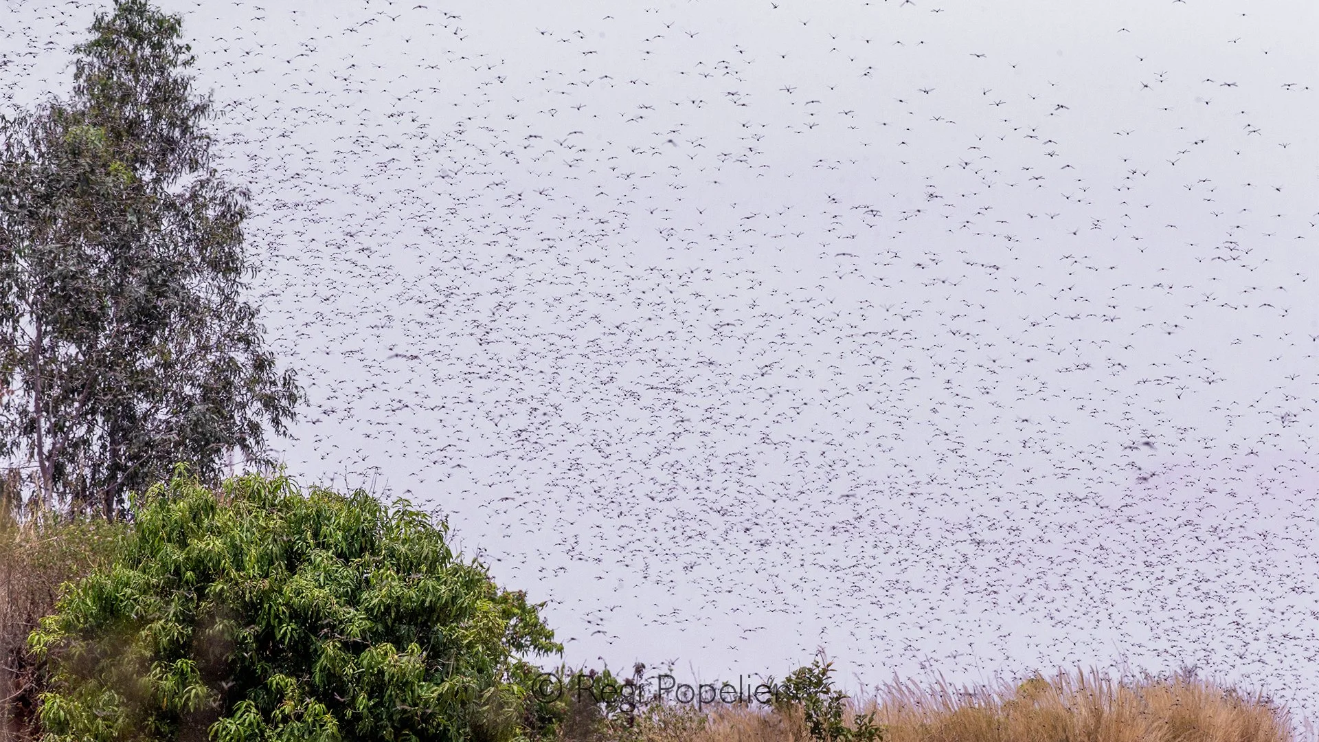 MADA055 - Invasion of grasshoppers