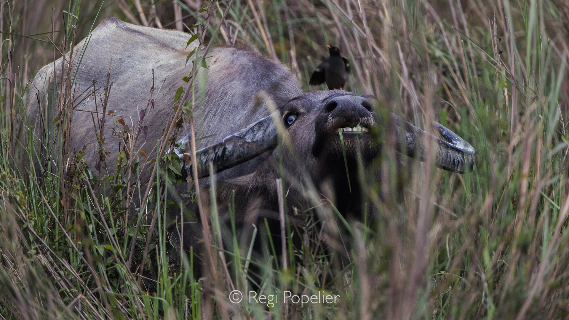 INDAI009 - Water buffalo in a strange movement.