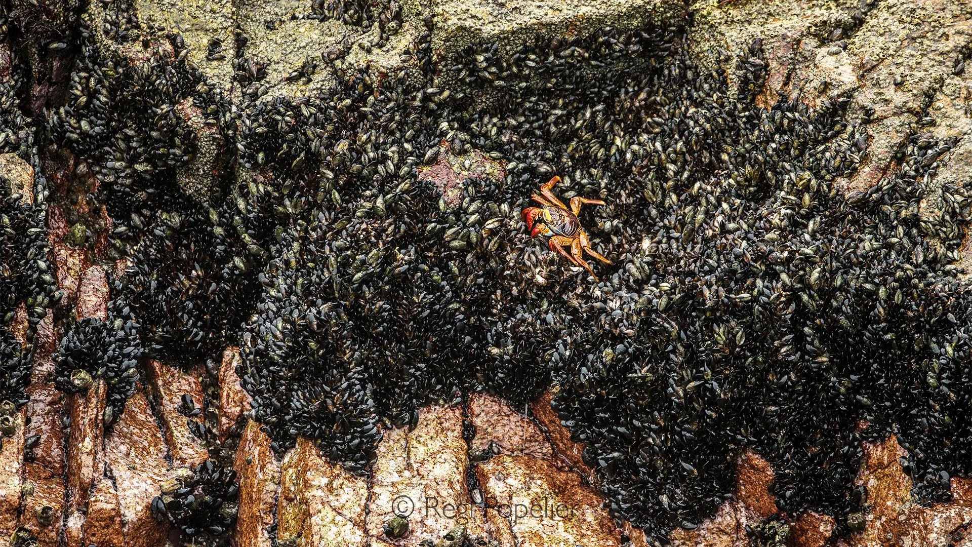 PERU016 - Among the wet coastal rocks, a small crab moves through a landscape of countless clams, revealing the extraordinary richness of life along Peru’s Pacific shoreline.