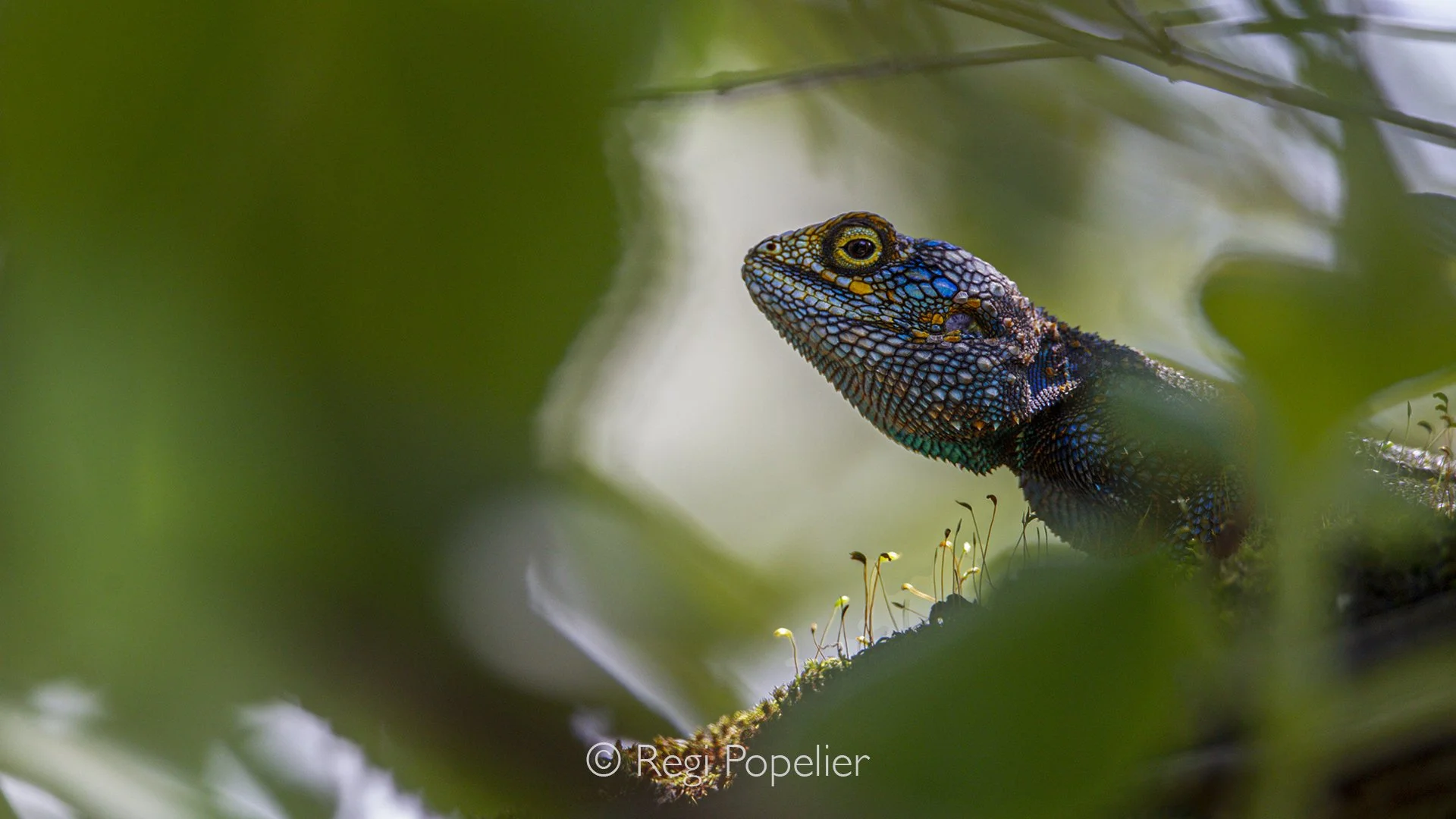 RWANDA086 - A close-up reveals the intricate details of the agama’s head, from its textured scales and vivid colours to its alert, watchful eyes. This intimate portrait transforms a tiny reptile into a powerful study of adaptation, showing the extrao
