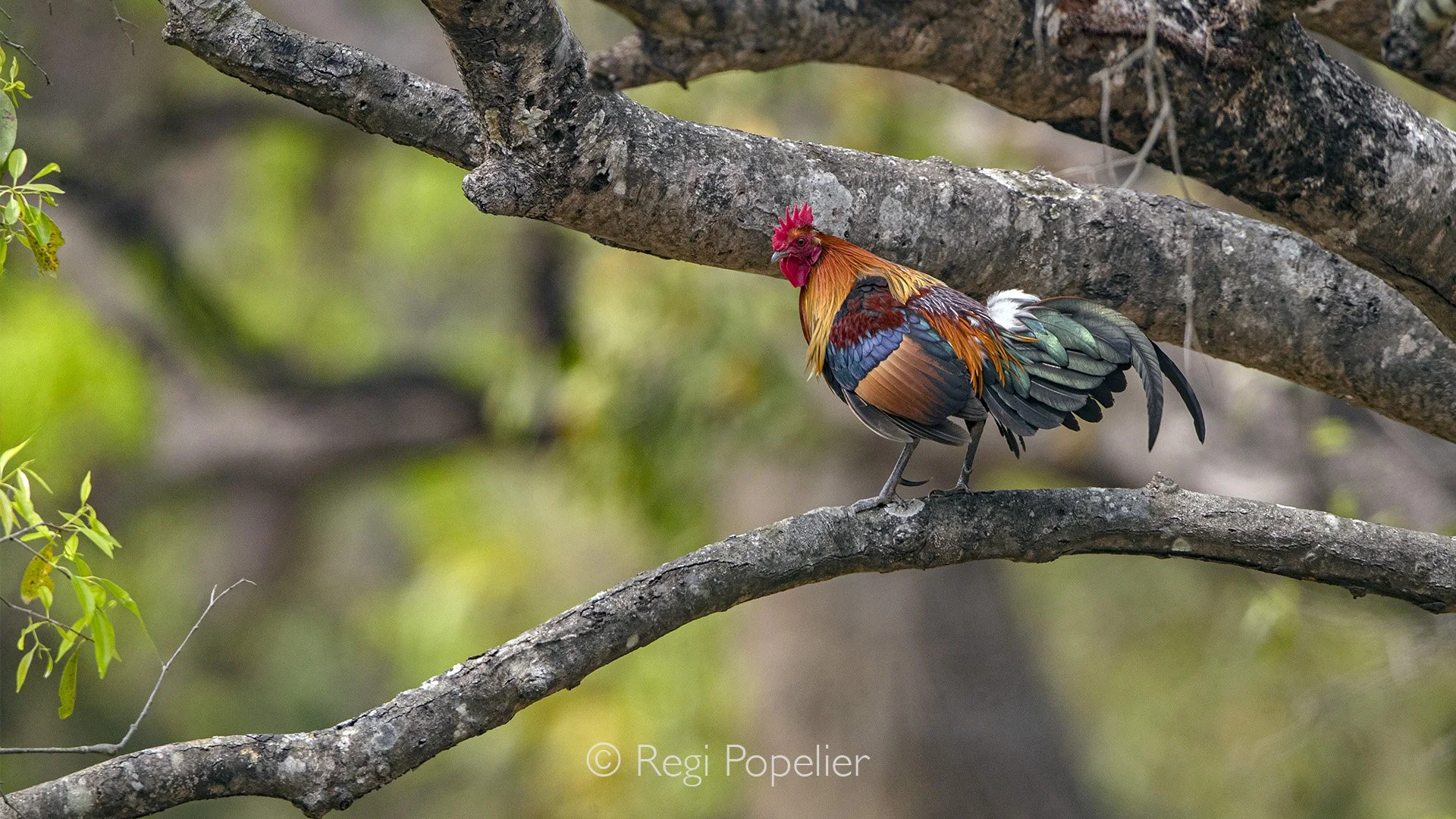 INDIA052 -  Red jungle fowl. 