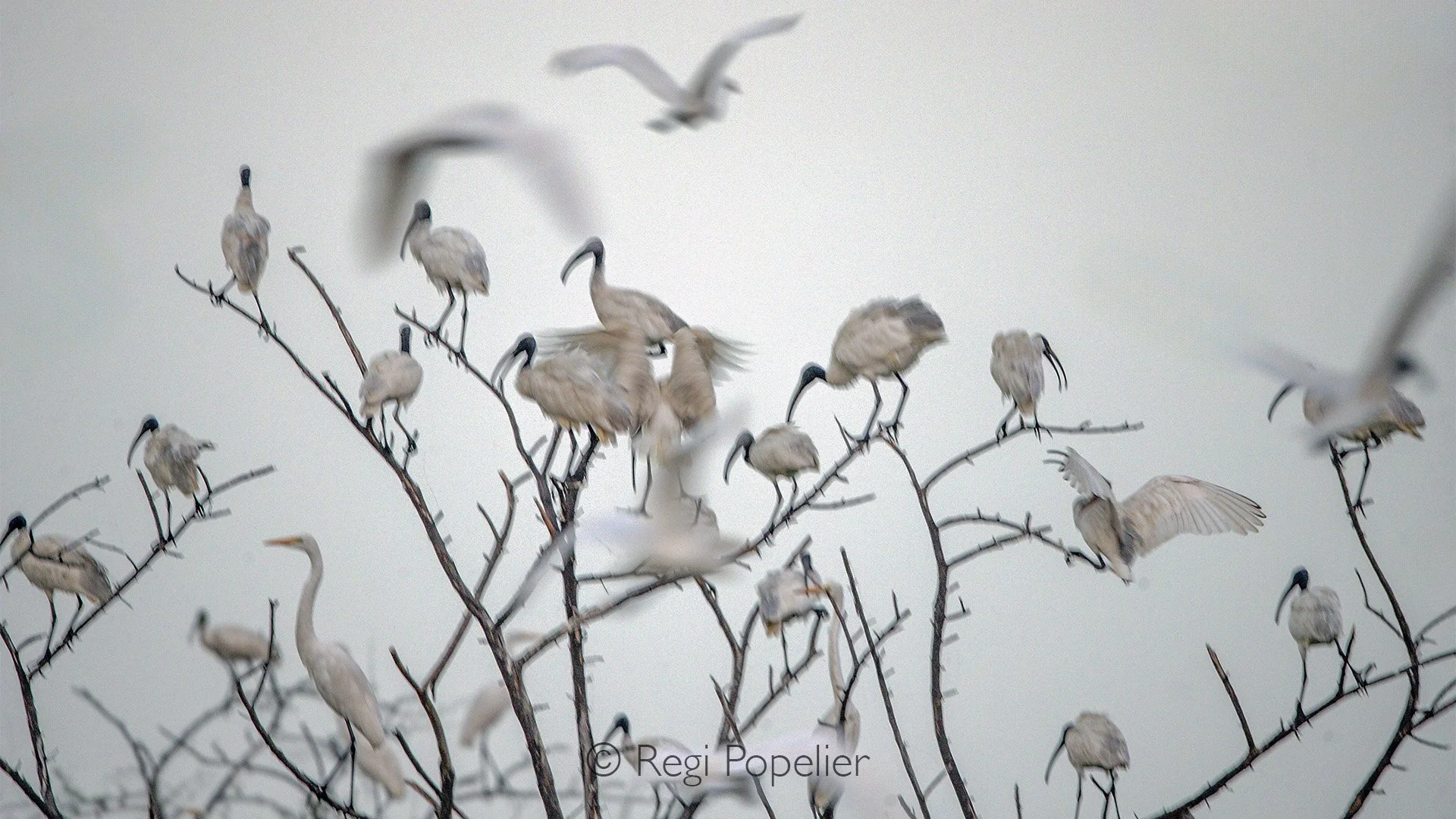 INDIA016 - Evening is the time all birds return to their sleeping places,  Egrets, ibis, Spoonbills and many other species gather and fight for a place  