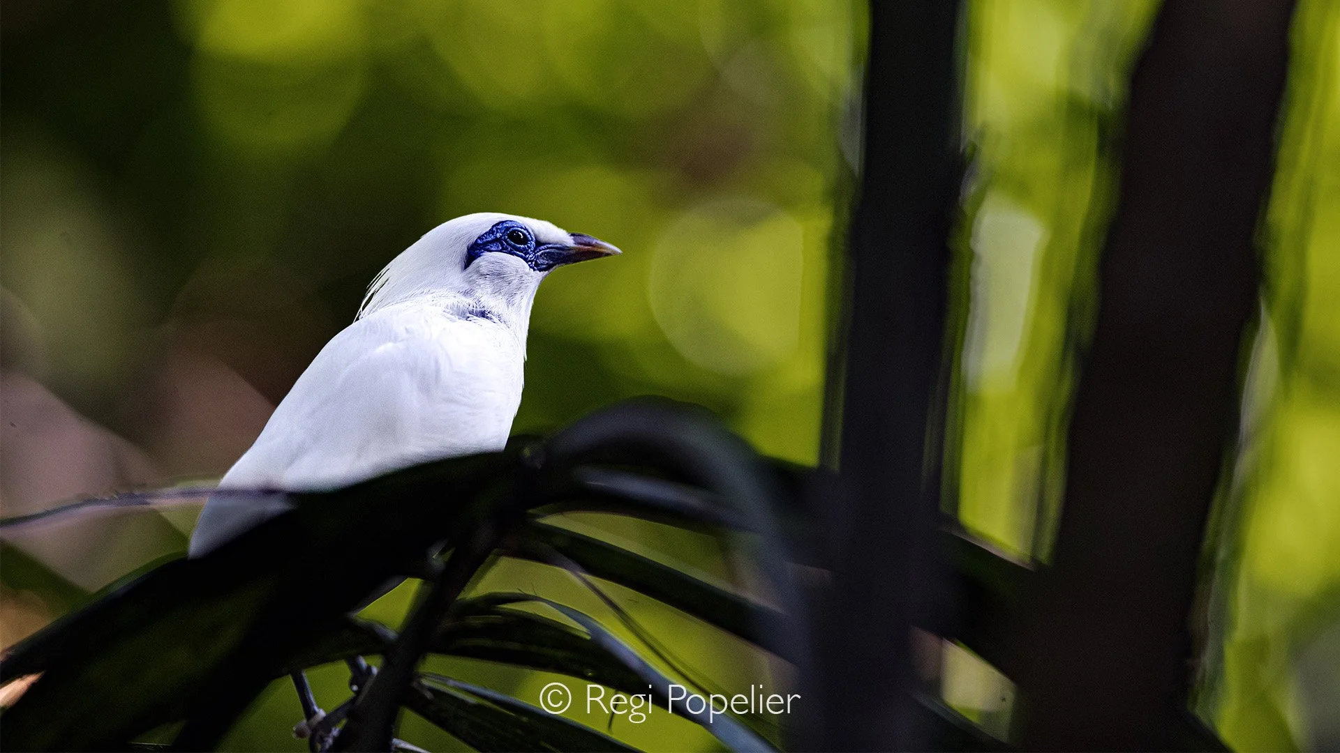INDO059 - The Bali Myna (Leucopsar rothschildi), also known as the Bali Starling, is one of the world's rarest birds and is found only on the island of Bali Indonesia