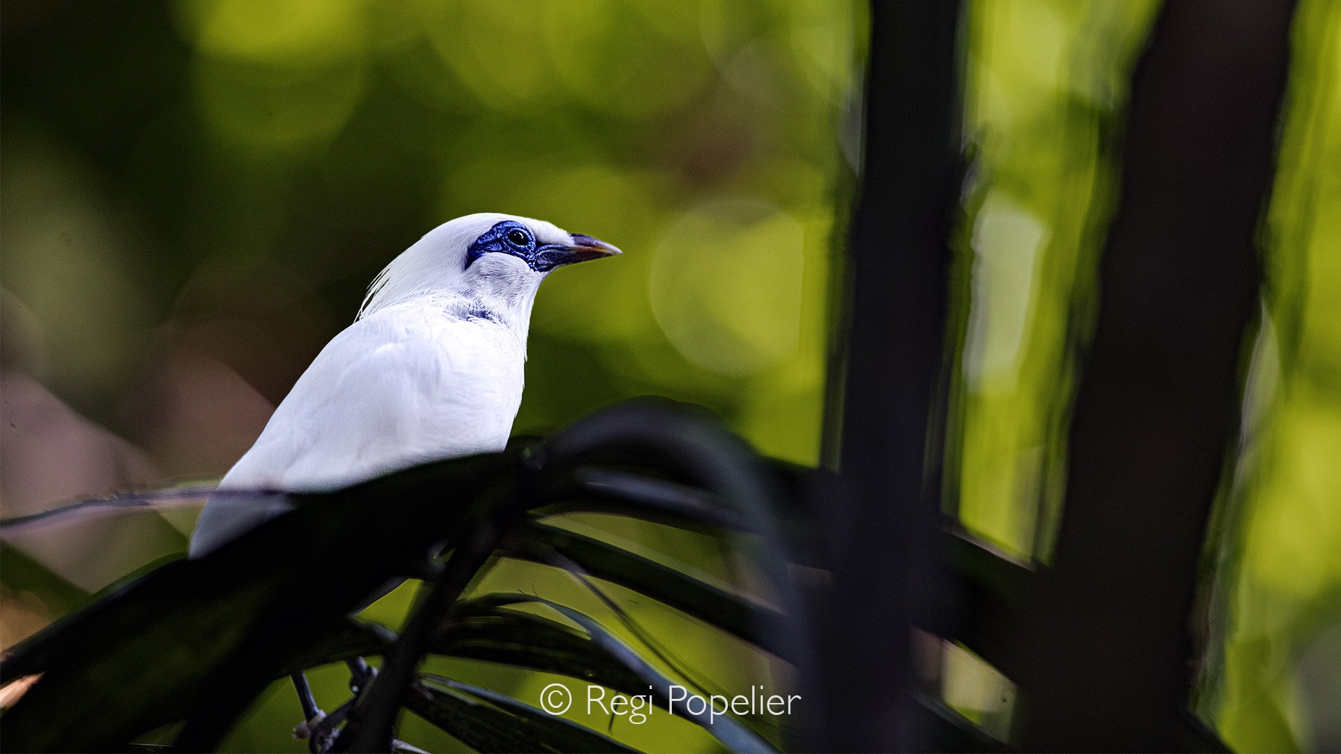 INDO059 - The Bali Myna (Leucopsar rothschildi), also known as the Bali Starling, is one of the world's rarest birds and is found only on the island of Bali Indonesia.