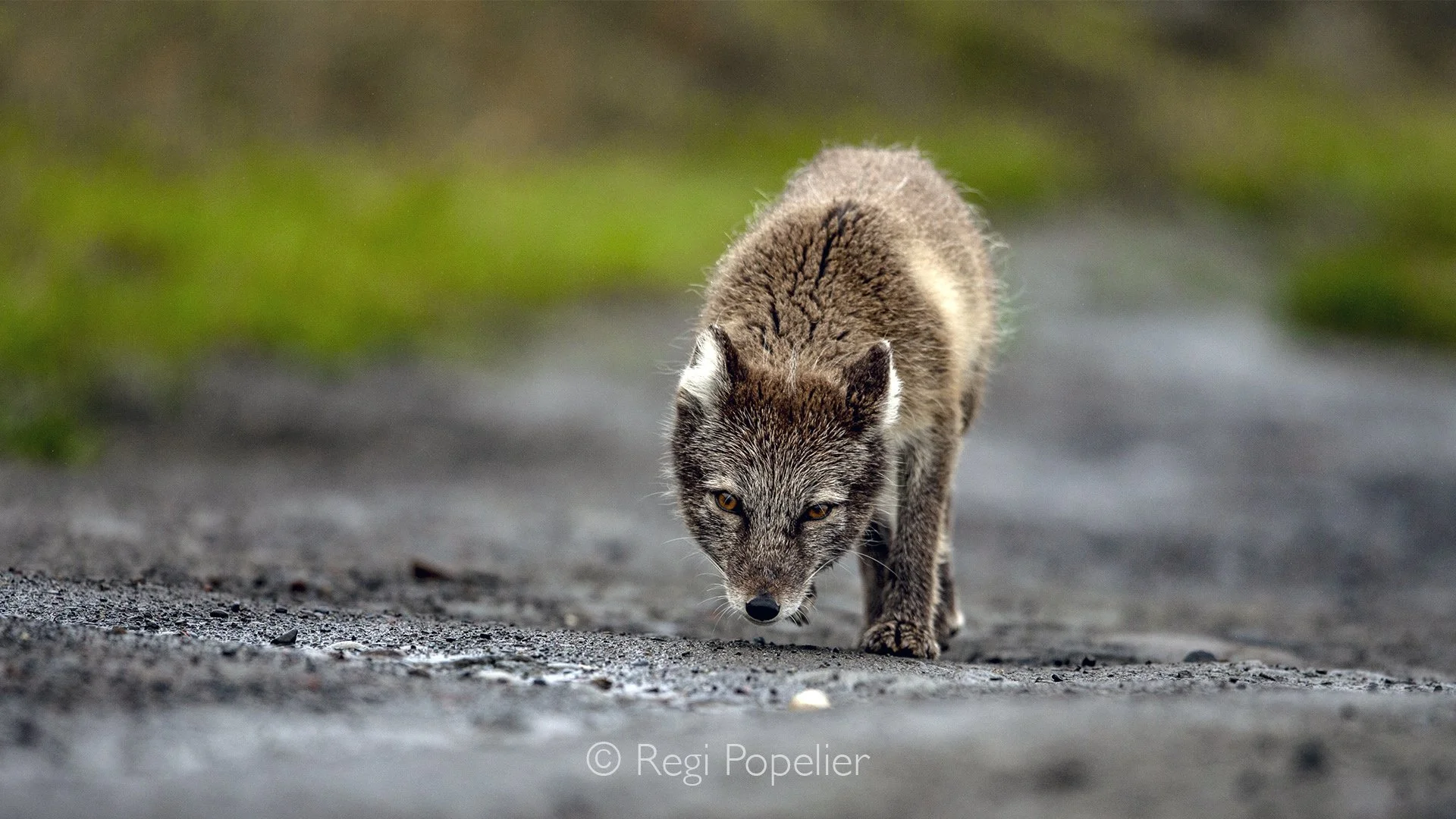 NPOLE089 -Arctic fox  wearing the patchwork coat that marks the short Arctic summer season.