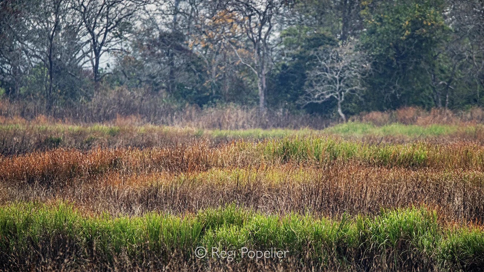INDAI004 - I always have been fascinated by grasses and love to photograph them , their colors the structure, moreover when the wind makes his play it gives me a stronger  feeling of freedom  