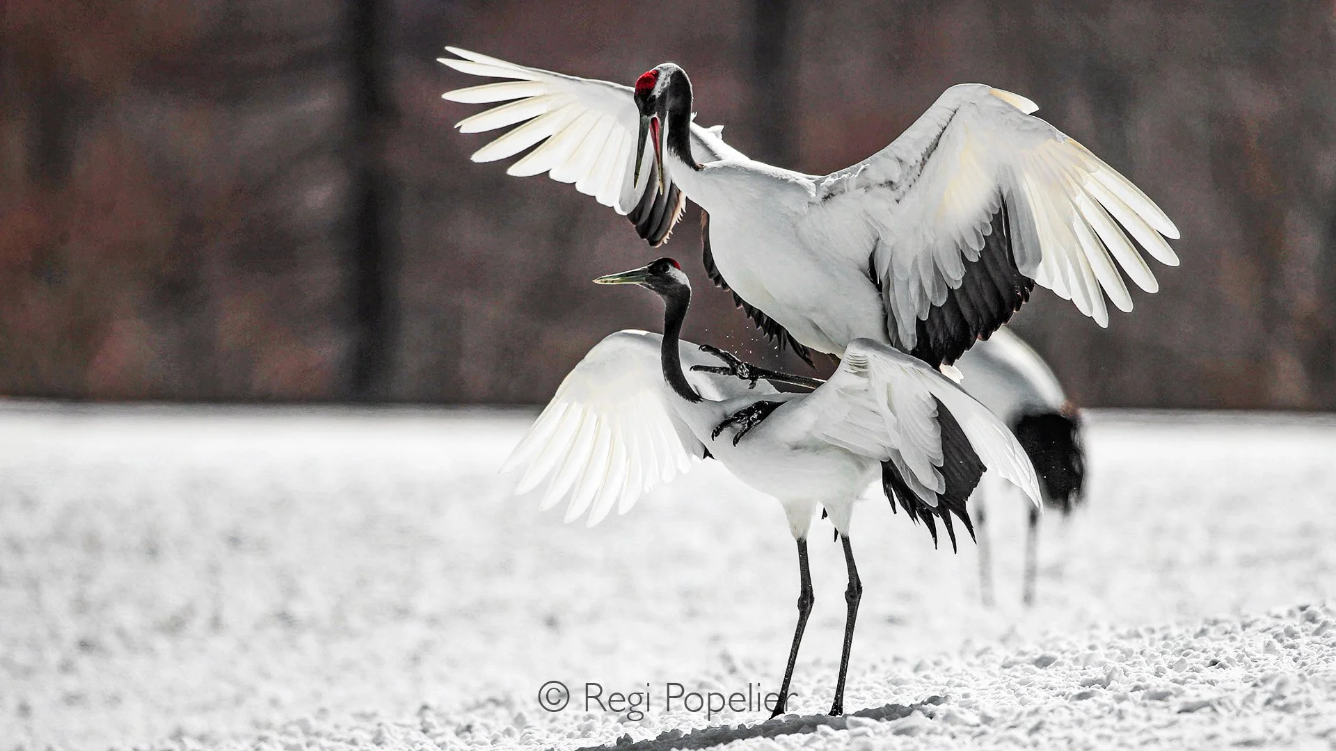 HOK047 -For photographers  alike, the  white plumage, and synchronized motion creates an almost timeless scene—symbolizing fidelity, endurance, and life persisting through the harsh Hokkaido winter