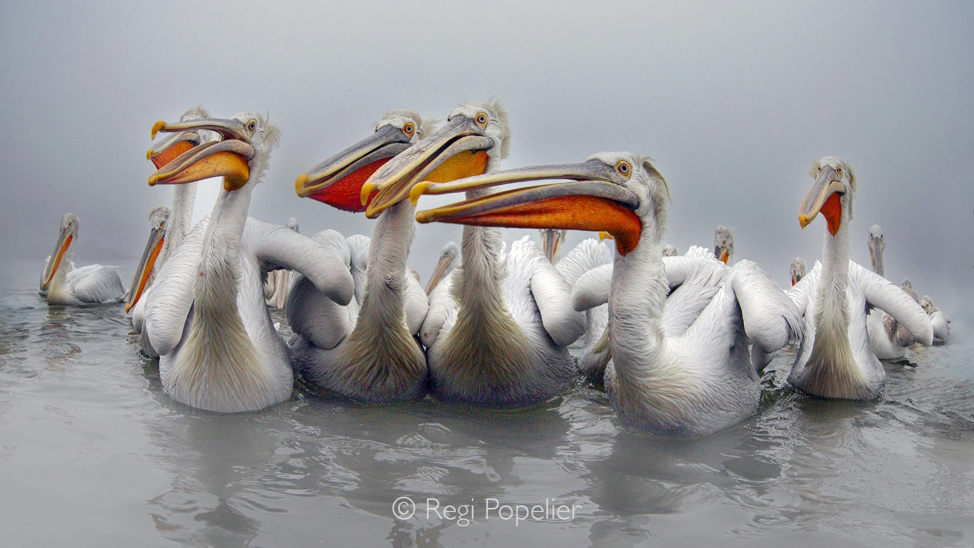GRE005 - Attentive and patient, they gathered near our boat, waiting for the first fish to be thrown — a quiet moment of anticipation before the shutter clicks