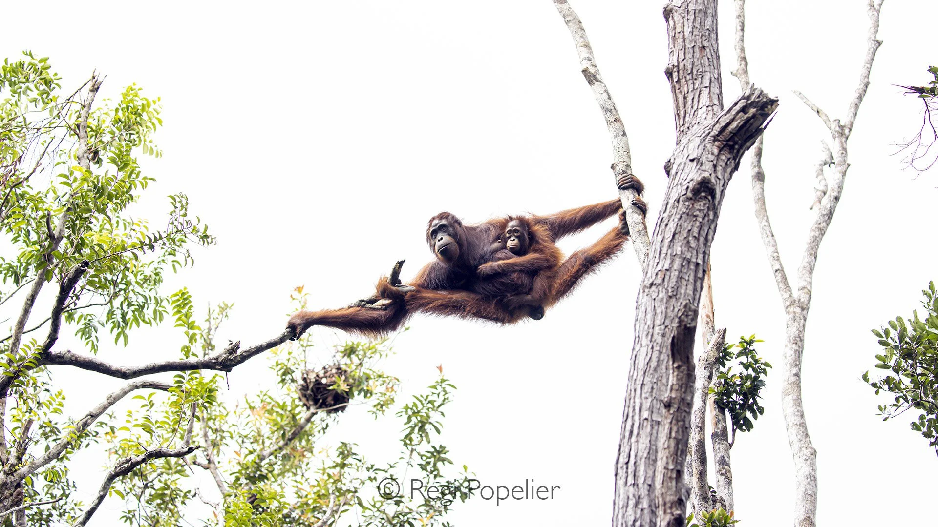 INDO077 -  Different poses. 