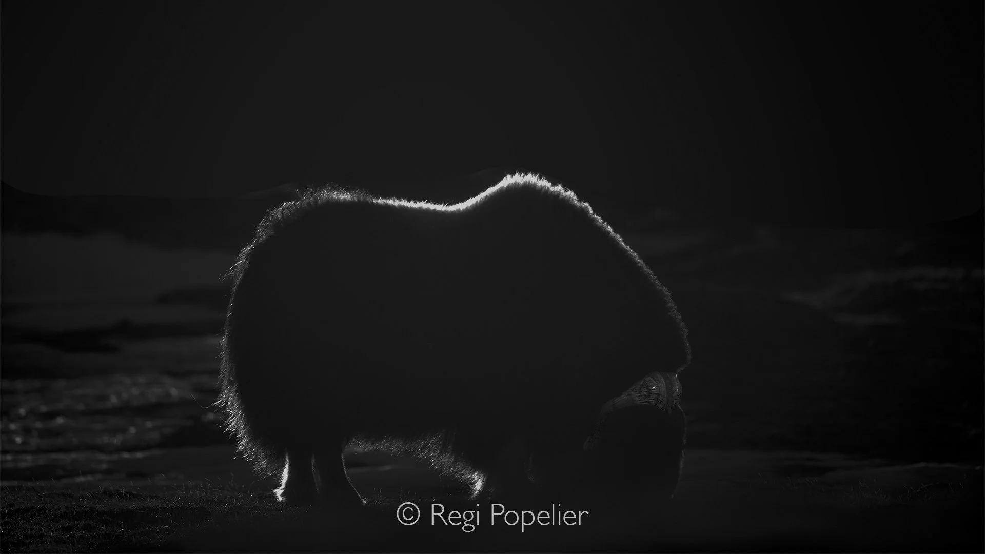 NORWAY046 - The setting sun transforms the musk ox into a glowing silhouette beneath the Norwegian mountains.