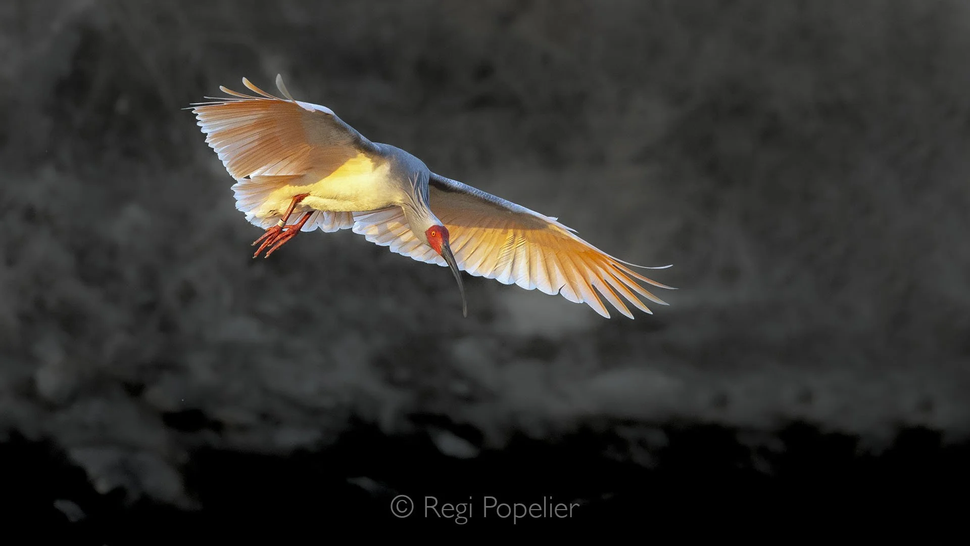 CHIN006 - Endangered crested ibis gracefully descends, carefully making its way to the riverbank, embodying quiet elegance amid its fragile habitat.
