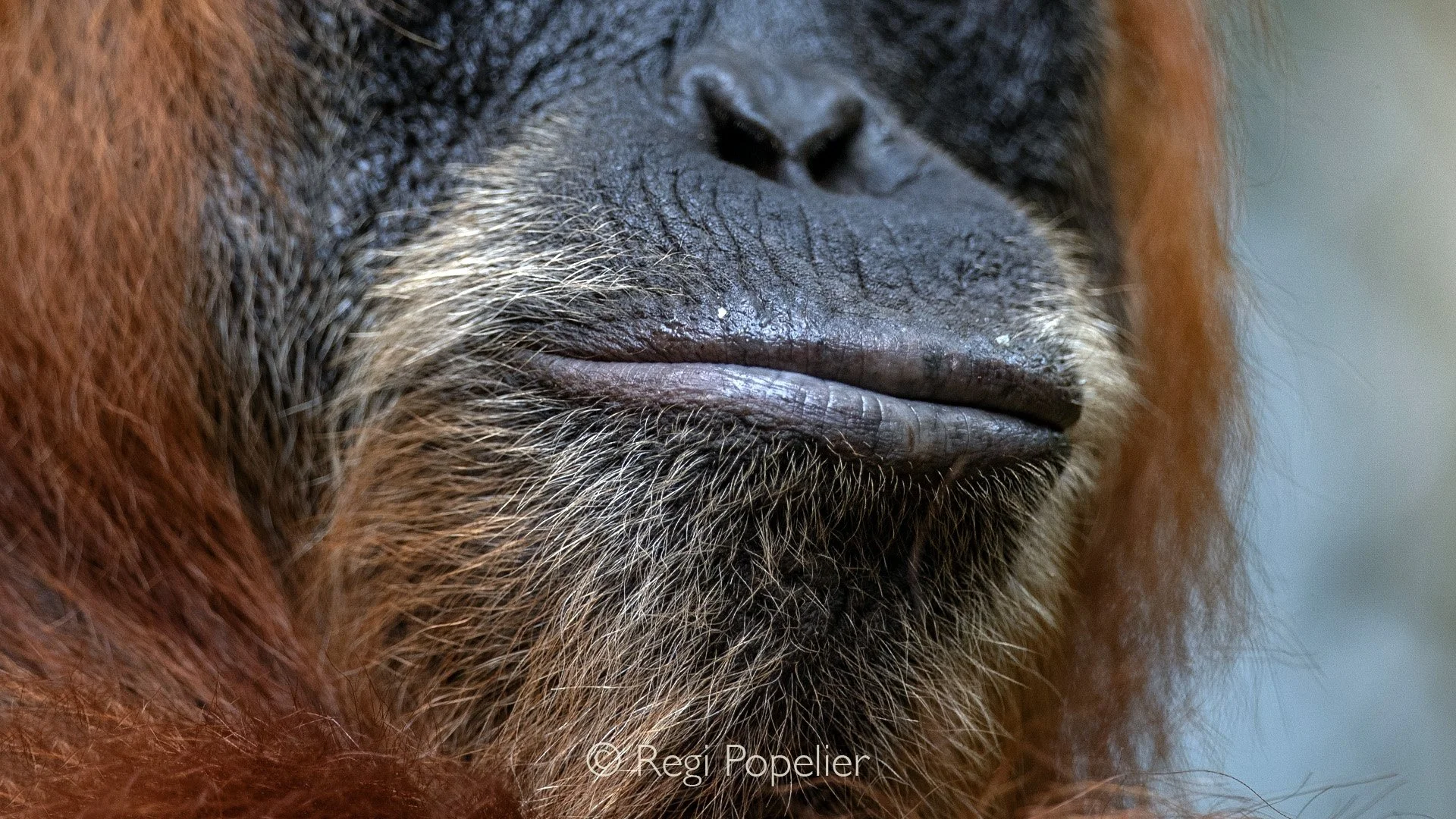 INDO073 - if they could speak 