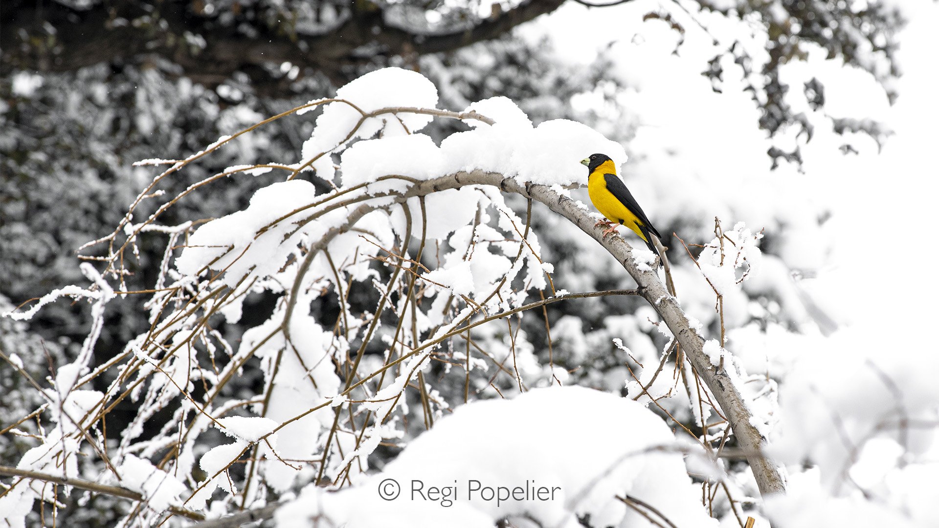 HIMA014 - Black and Yellow Grosbeak 