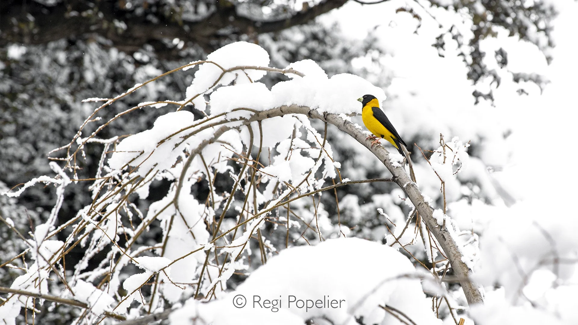 HIMA014 - Black and Yellow Grosbeak. 