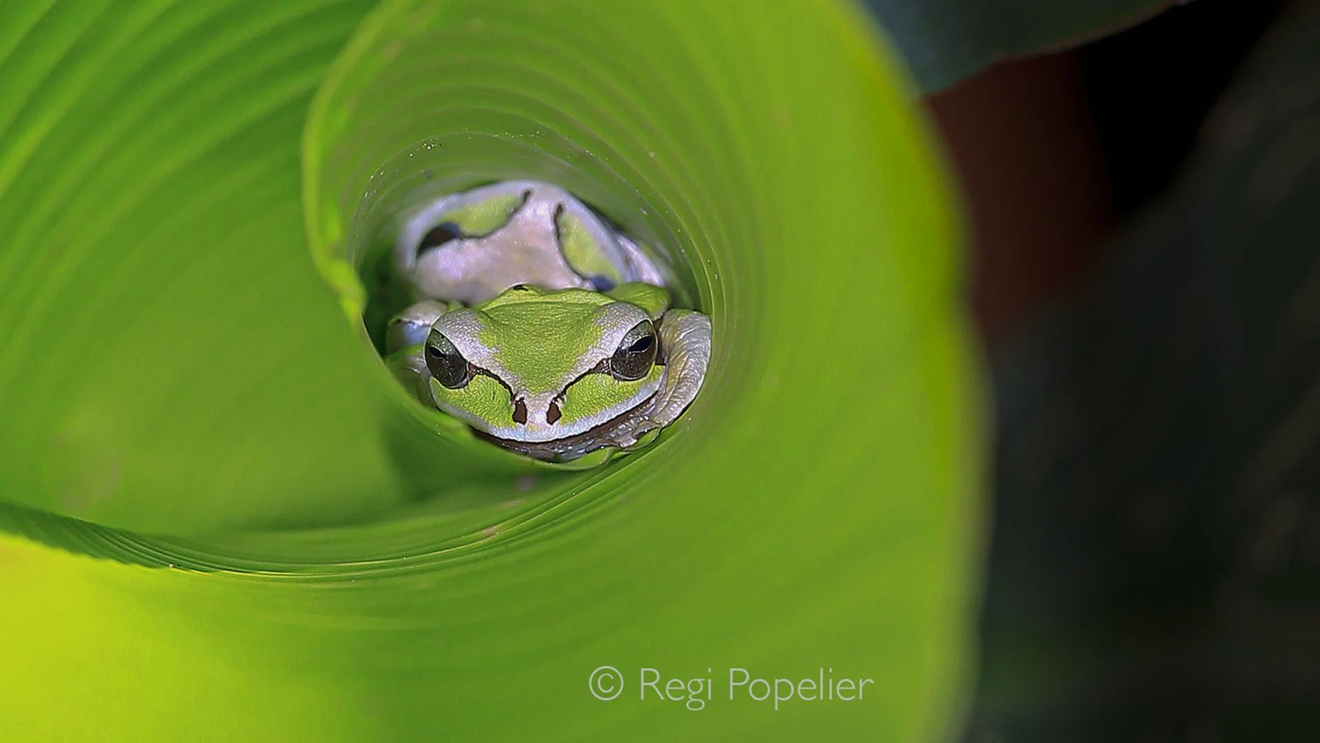 CR010 - Pair of masked tree frog nestles safely, encircled by a leaf that forms its natural hideaway, a perfect shelter for the night amid the quiet of the forest.