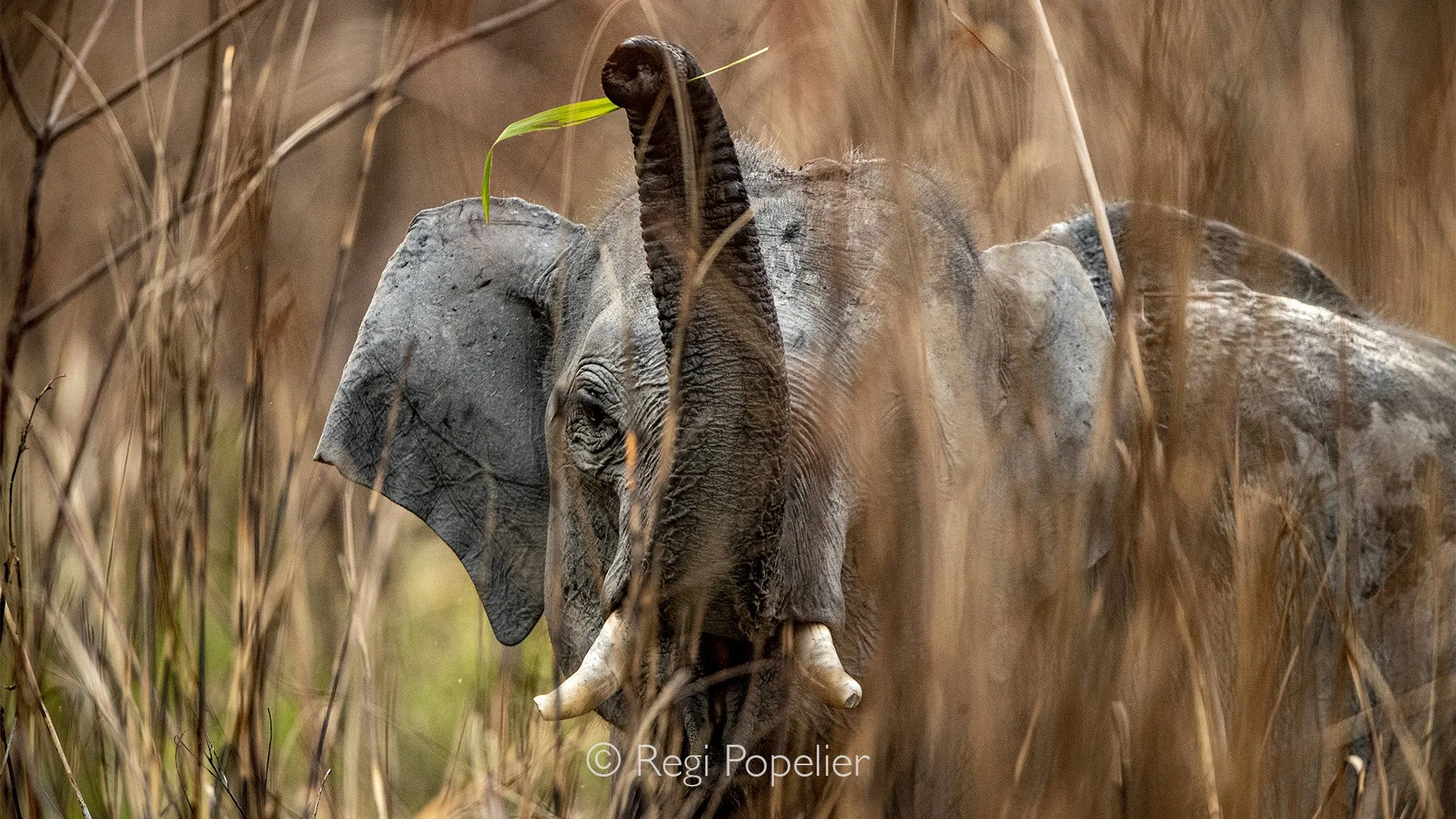 INDAI007 - Asian Elephant in the high grasses , it has something mystical and adds nature to the image 