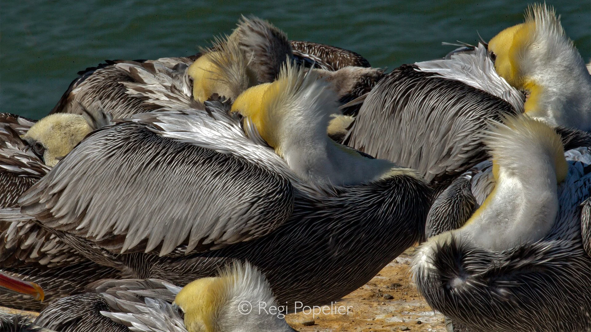 PERU015 - A close-up reveals the remarkable details of a pelican’s face, the textured skin, powerful beak and thoughtful expression of a bird perfectly adapted to life along the ocean.
