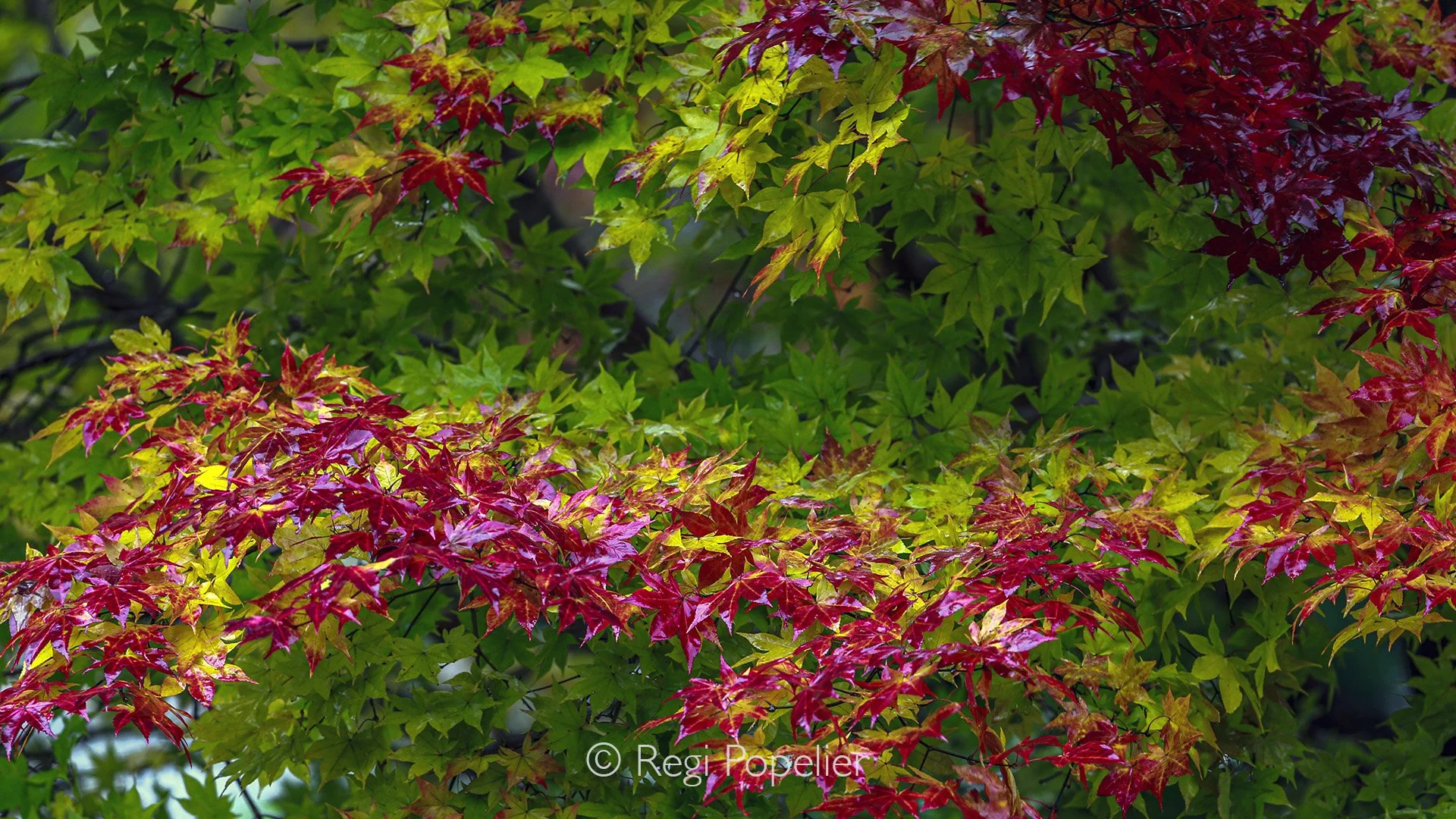 HOK014 - Acer trees in autumn amazing colors 