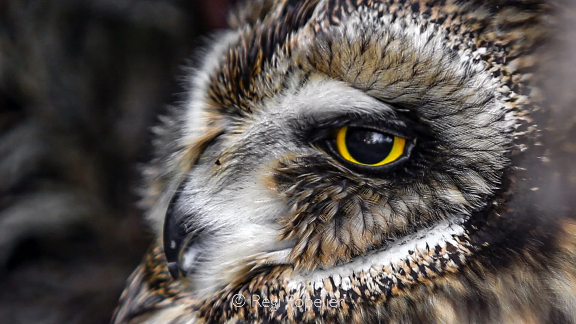 Scotland003  - Detail of the Short-eared owl. 
