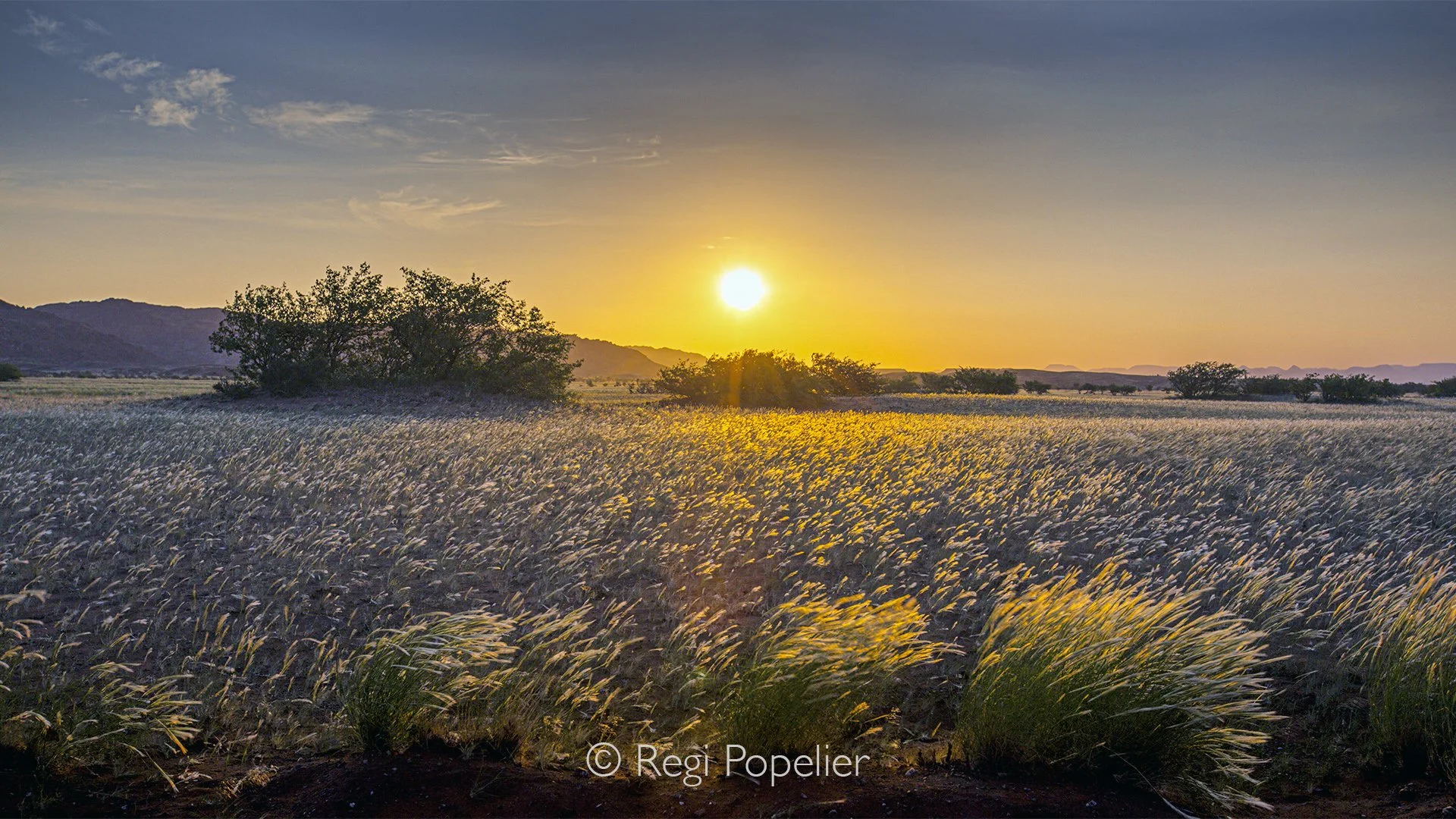 Namibia006 - Upcoming sun luminating high grasses.