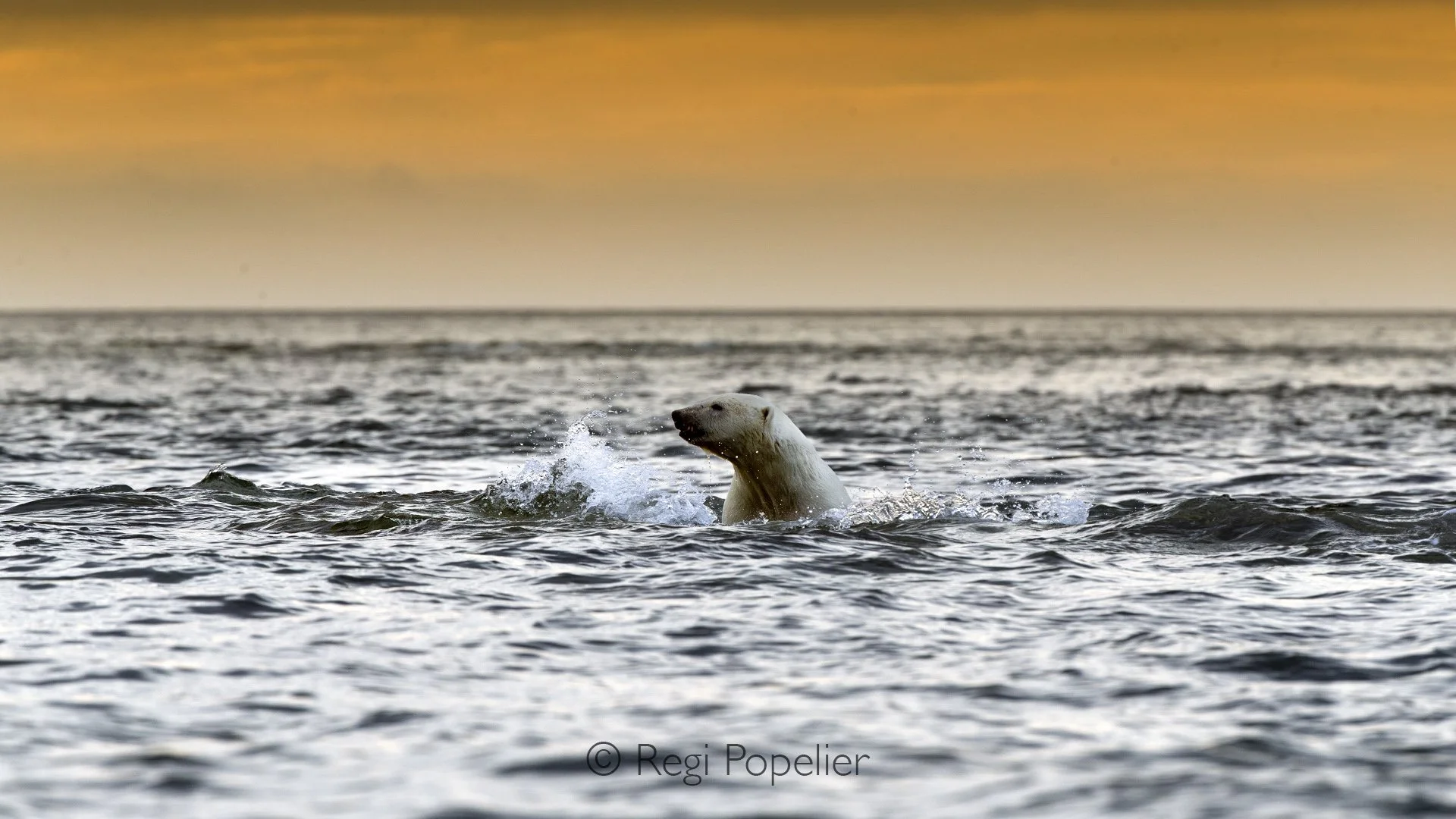 NPOLE028 - Polar Bear returning to the cliffs at sunset.
