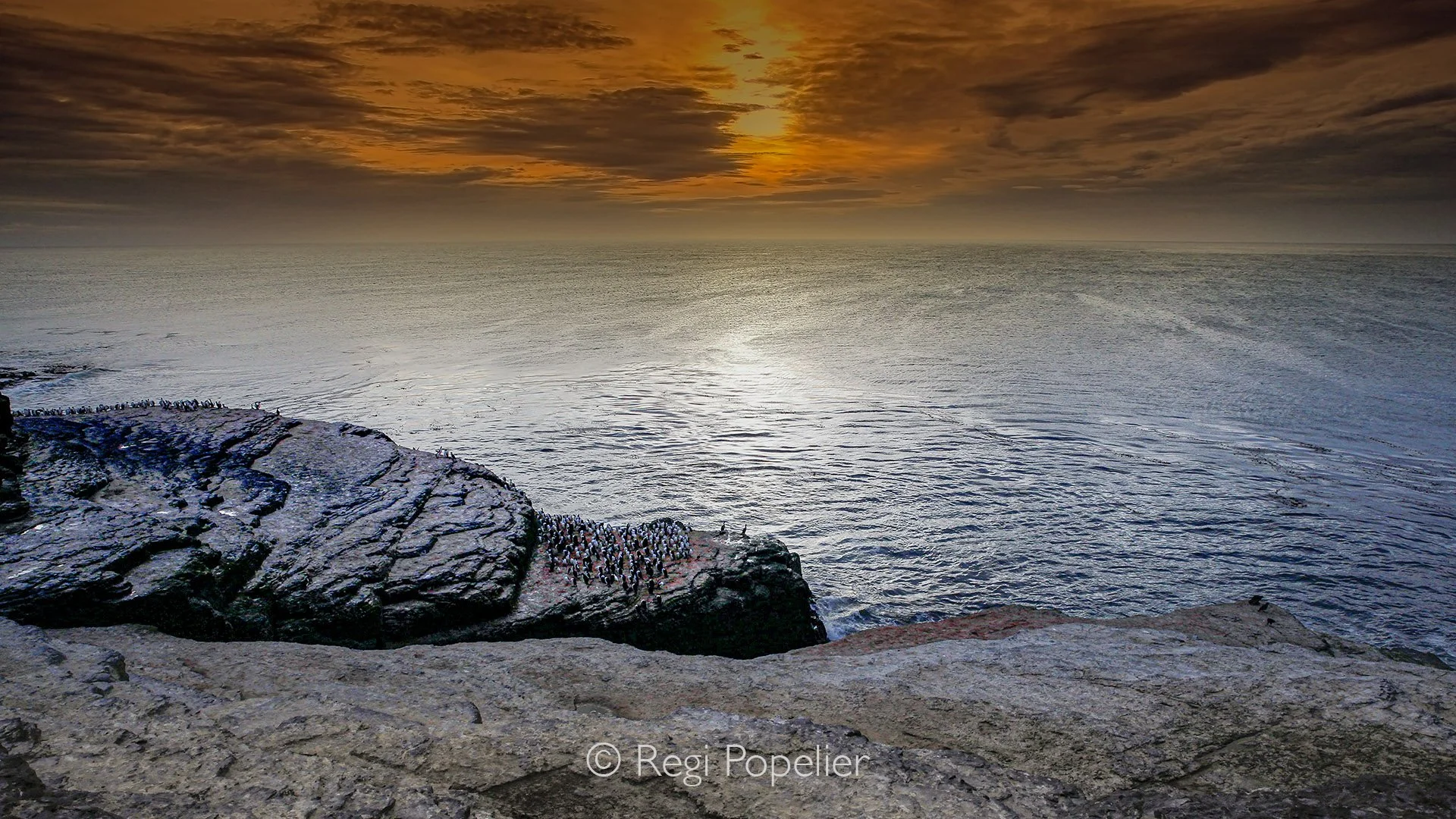 FAL028 - Sunset paints Bleaker Island as Rock Cormorants gather on rugged rocks.