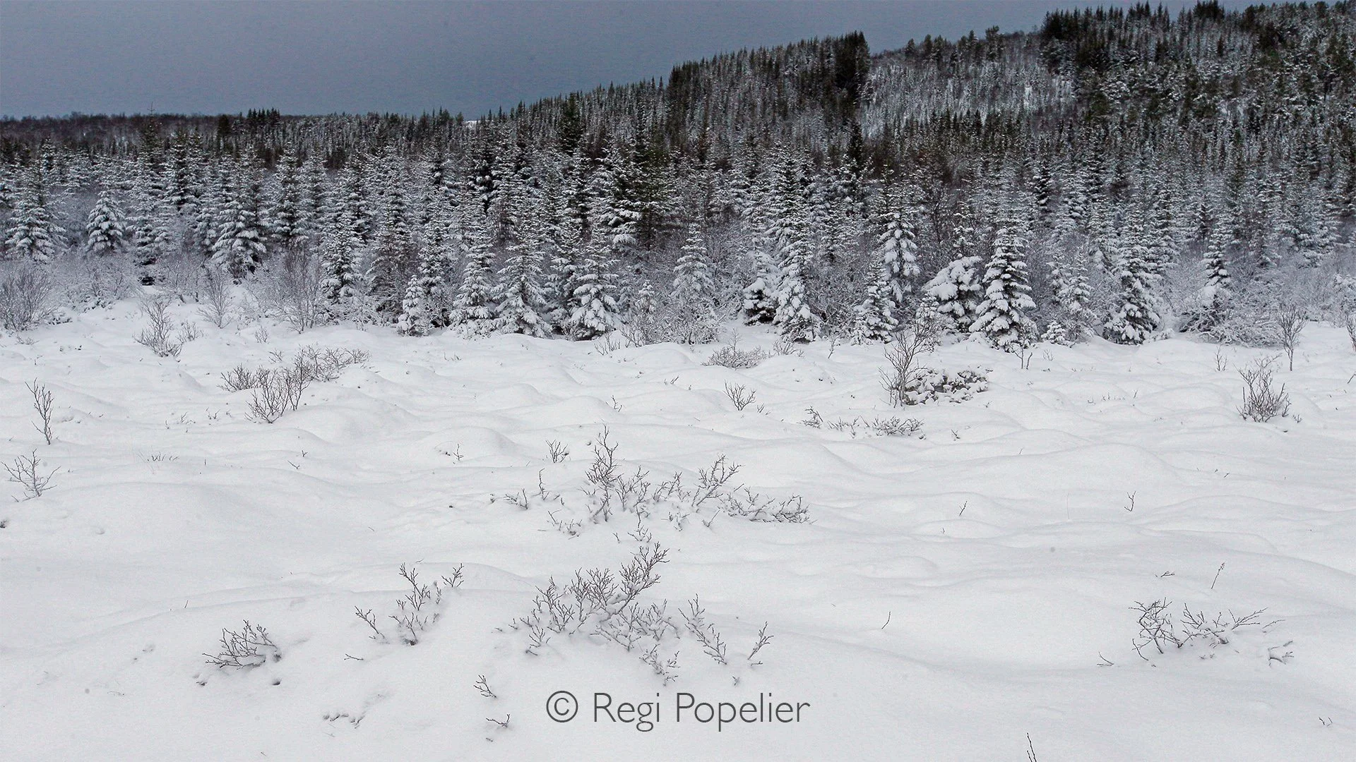 NORWAY006 - Ancient trees bend beneath heavy snow, their sculptural shapes telling the story of another long Norwegian winter.