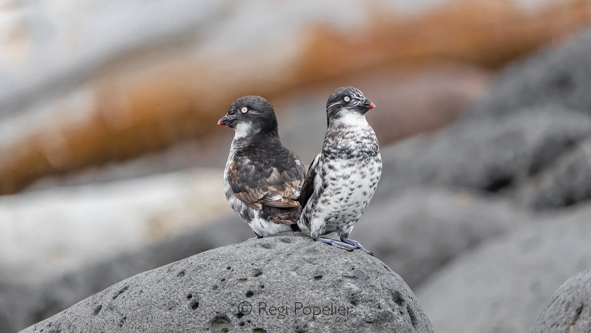 AL006 - Two least auklets perched on volcanic rock in St. Paul Island’s rugged coastline,  a perfect moment in Arctic seabird photography