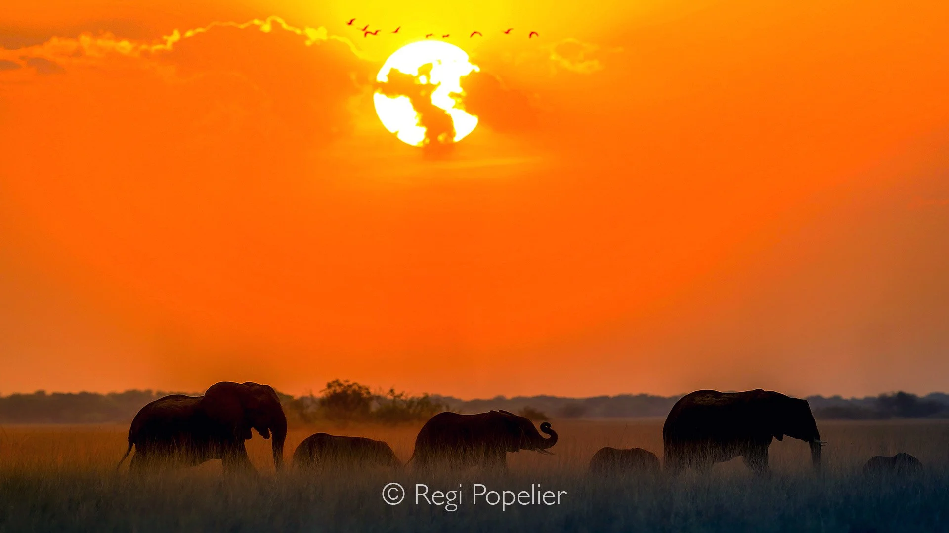 ZAMBIA037 -  Remark the birds at sunset 