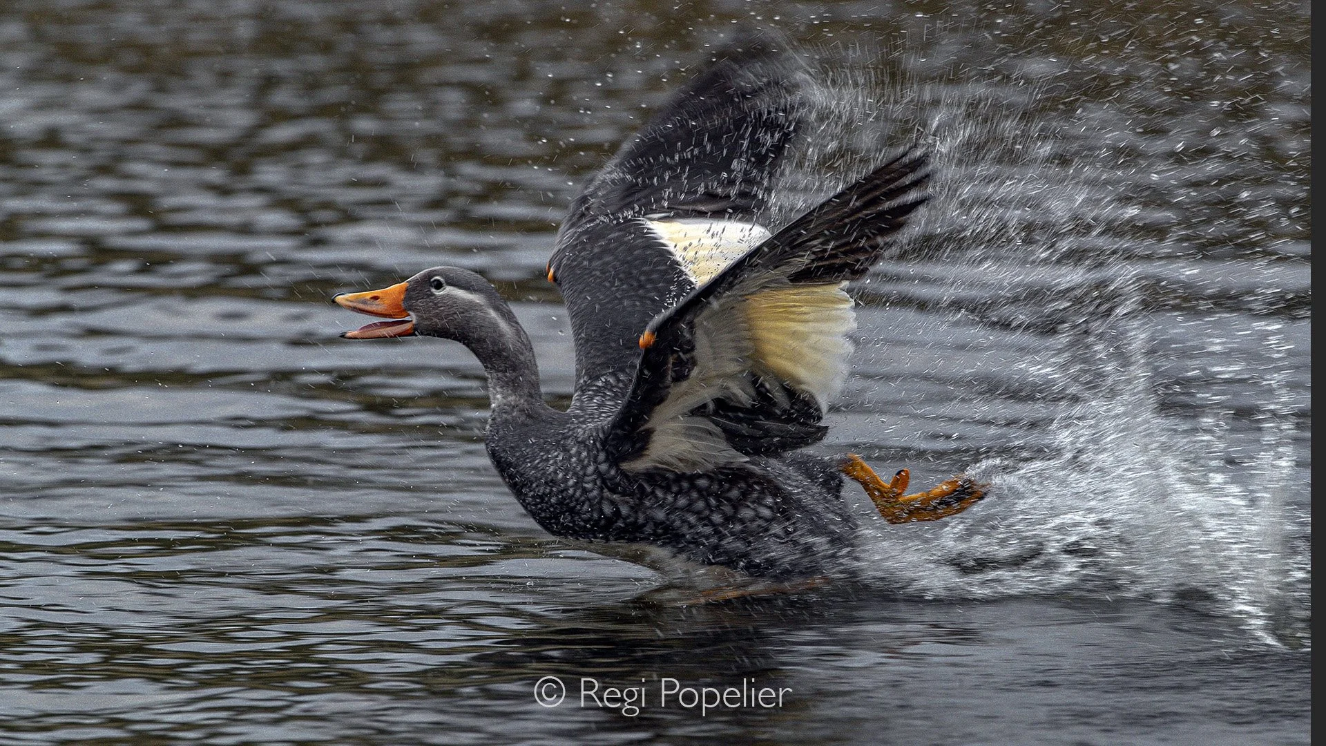 CHILI016 - In action 