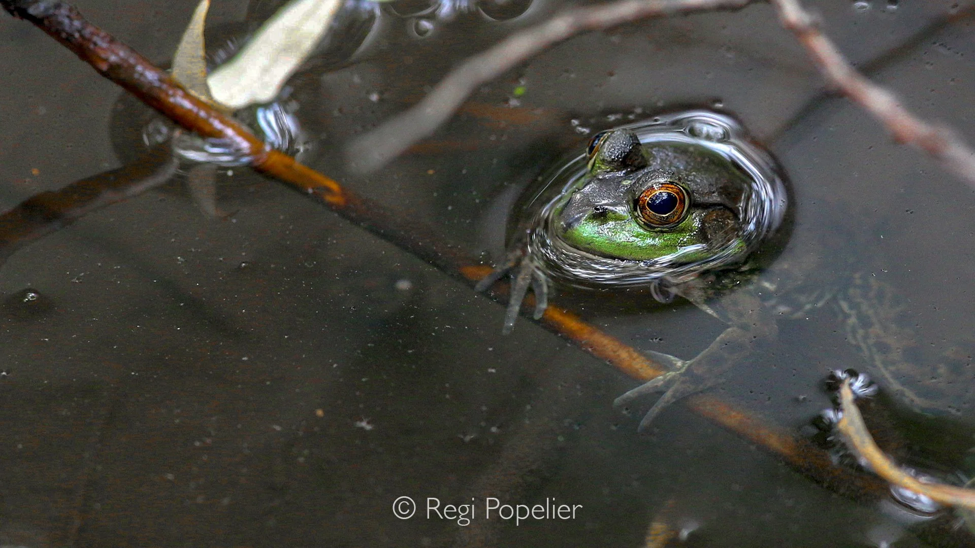 JAP021 - A Japanese tree frog resting peacefully among the vegetation of a small natural pool.