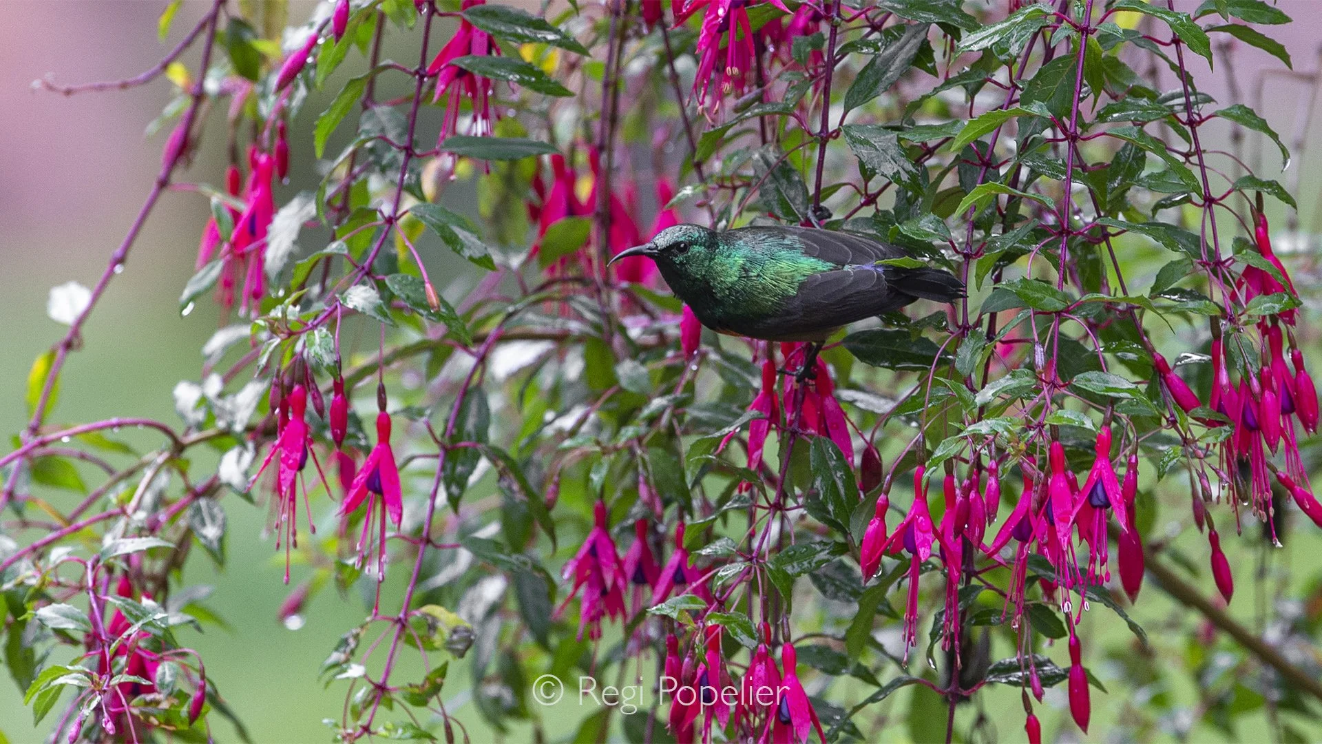 RWANDA074 - Moving effortlessly from bloom to bloom, the sunbird disappears into a tapestry of flowers, perfectly illustrating the delicate beauty of Rwanda's rich birdlife.
