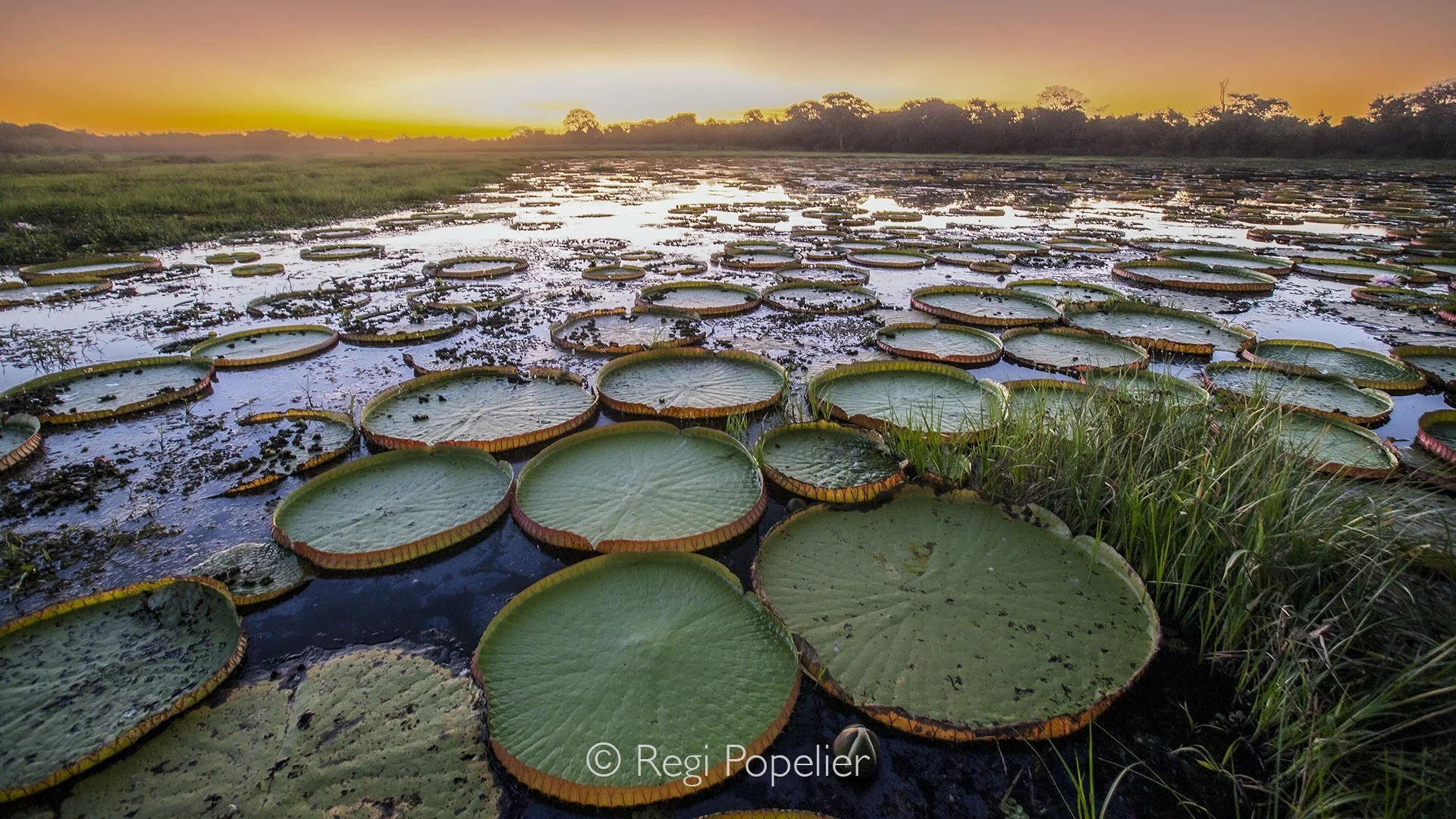 BRA014 - The giant Victoria Amazonica in all its splendor at evening in the Amazon, majestic, serene, and floating like a natural throne on the tranquil waters of this incredible rainforest.