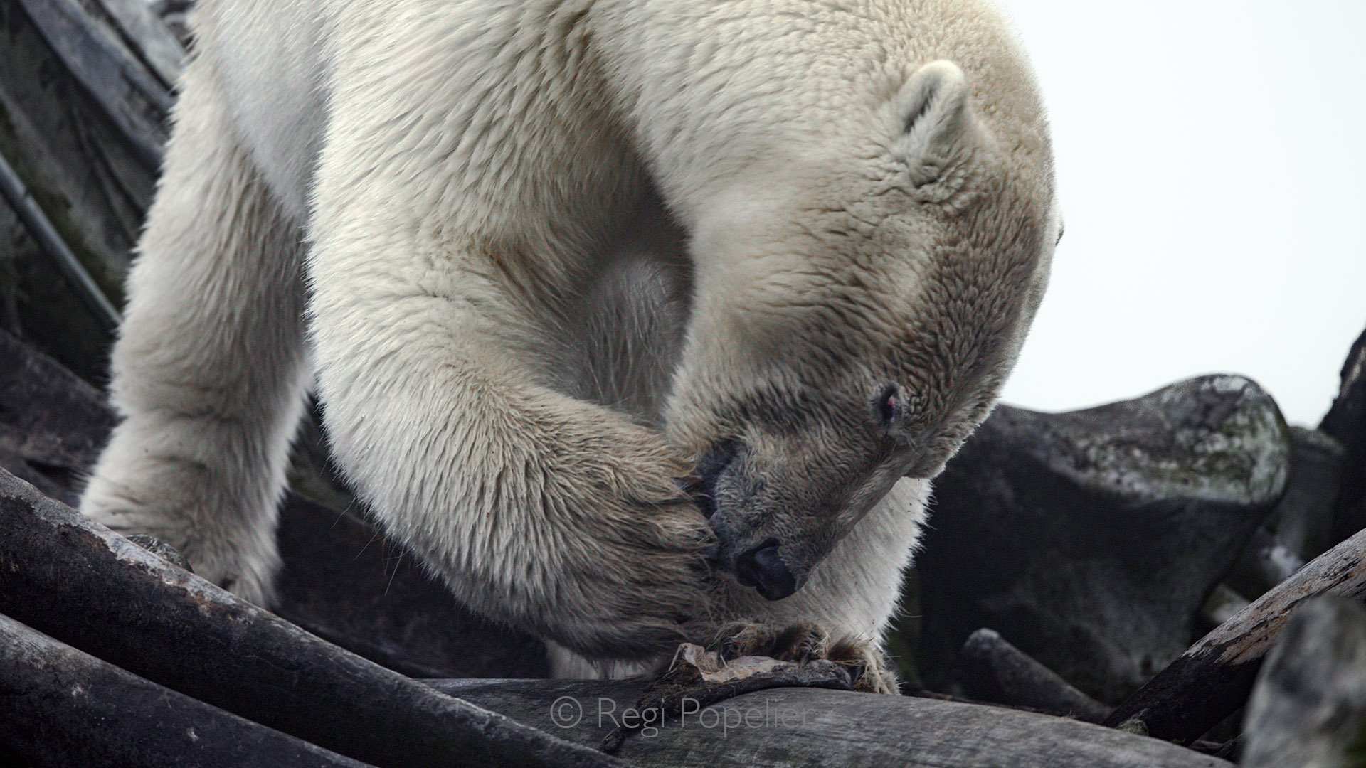 AL018 - Polar bear at kaktovic in search of food on the whale bone pile