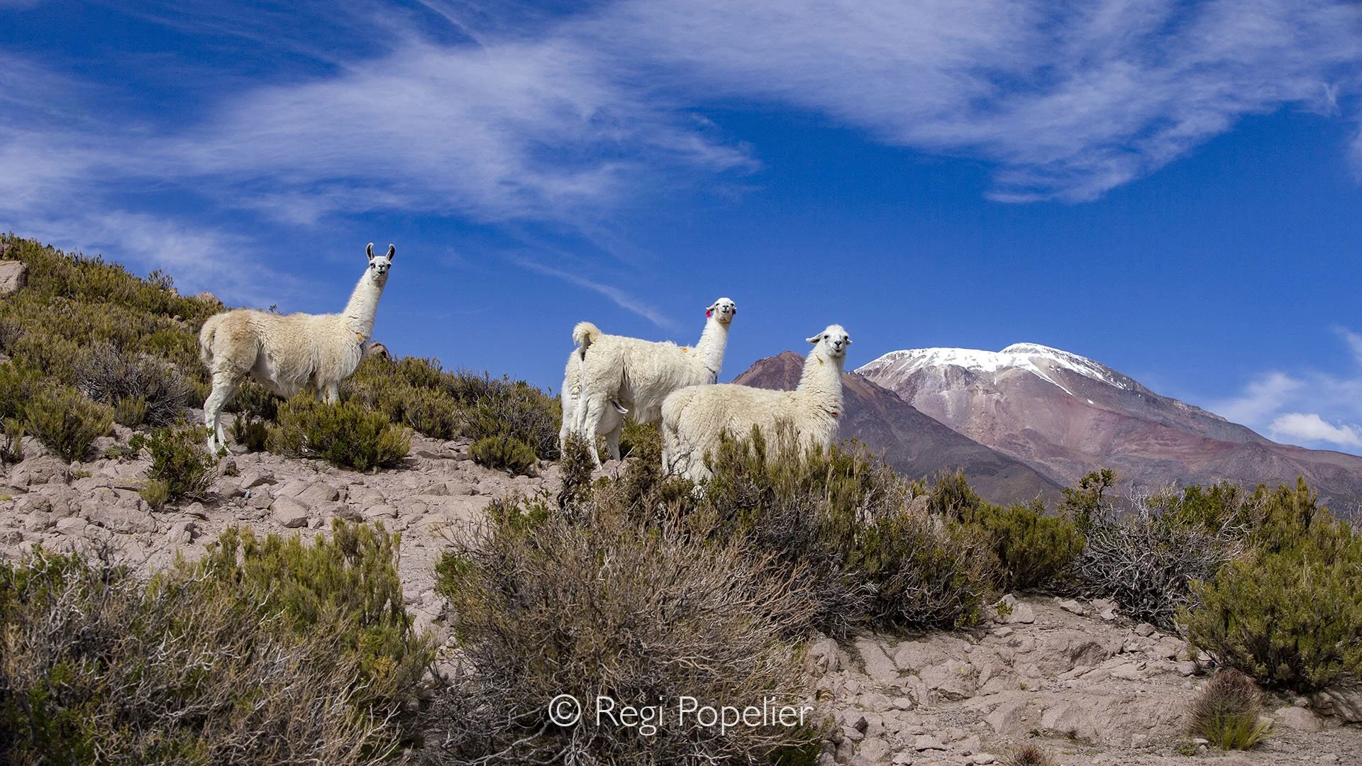 BOL014 - Llamas on the trail across the stunning Altiplano, heading toward Salar de Uyuni near Cerro Rico in Potosí ,quintessential Bolivian Andes scene.