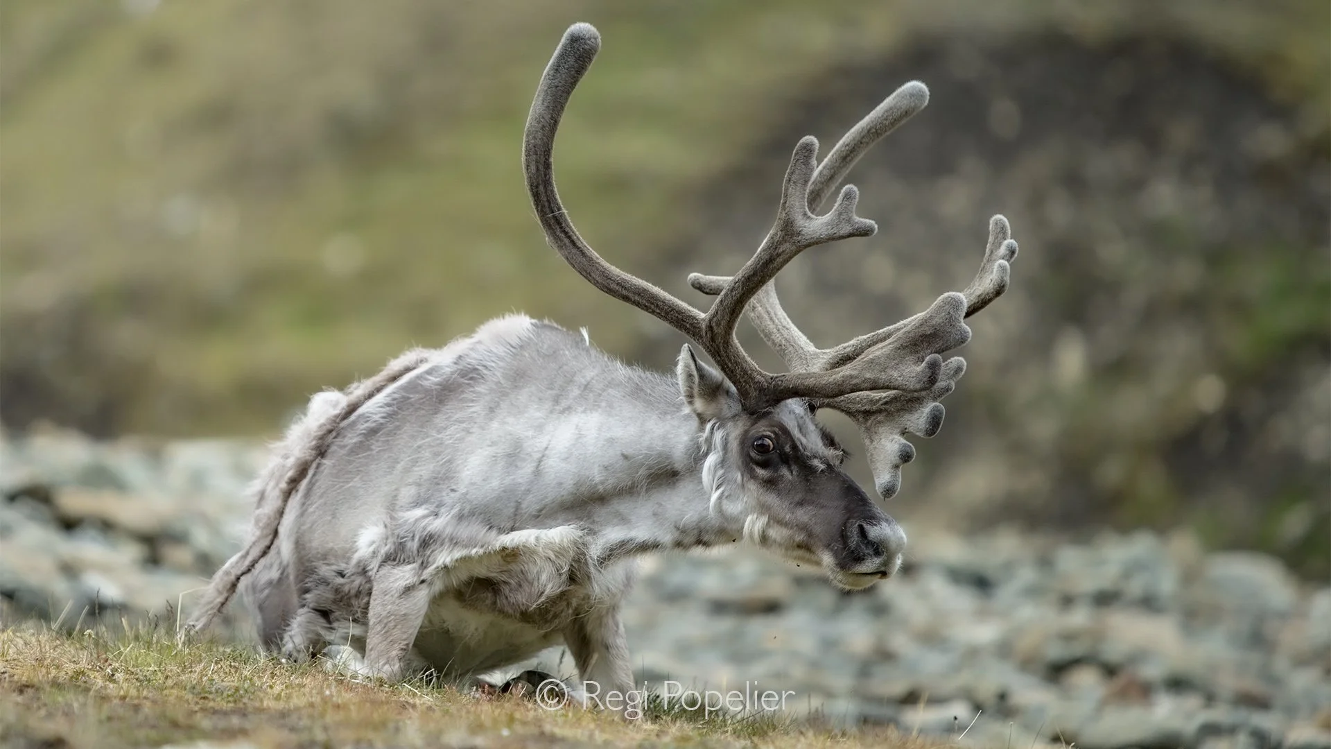 NPOLE093 - Close-up of a Svalbard reindeer, revealing its gentle expression and while removing his thick winter coat.