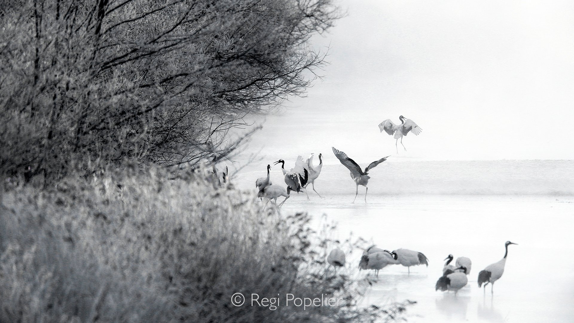 HOK028 - More detailed image of the cranes, here in Black and White 

