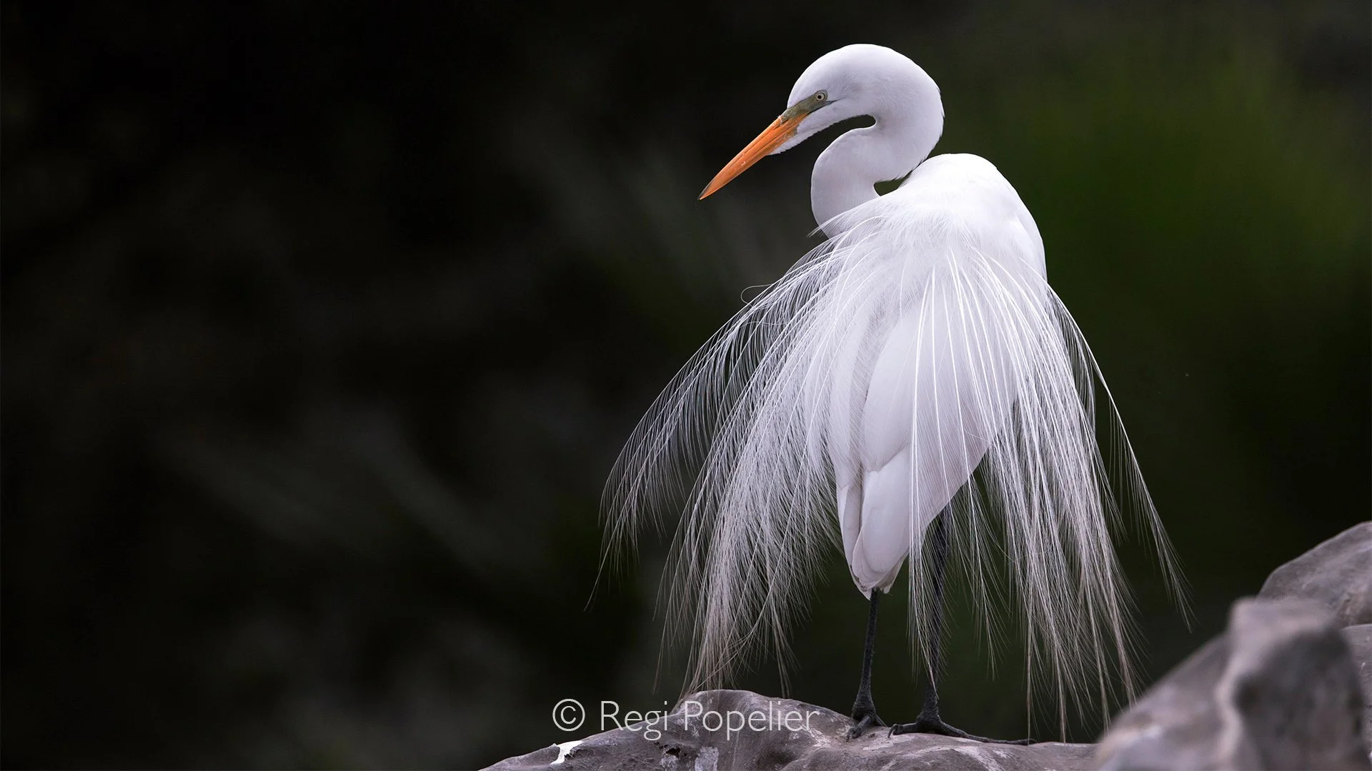 PERU020 - Eastern great egret. 