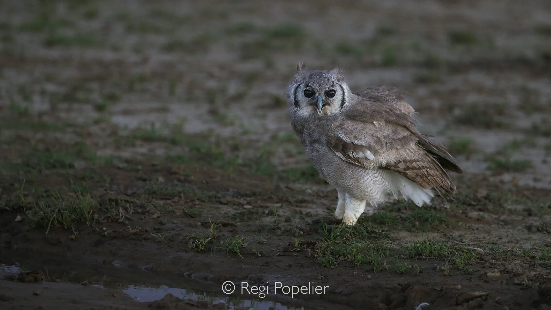 South Africa042 - Verreaux's eagle-owl stand quietly beside a tiny pool of water left behind in the deep tracks of a Kalahari vehicle trail