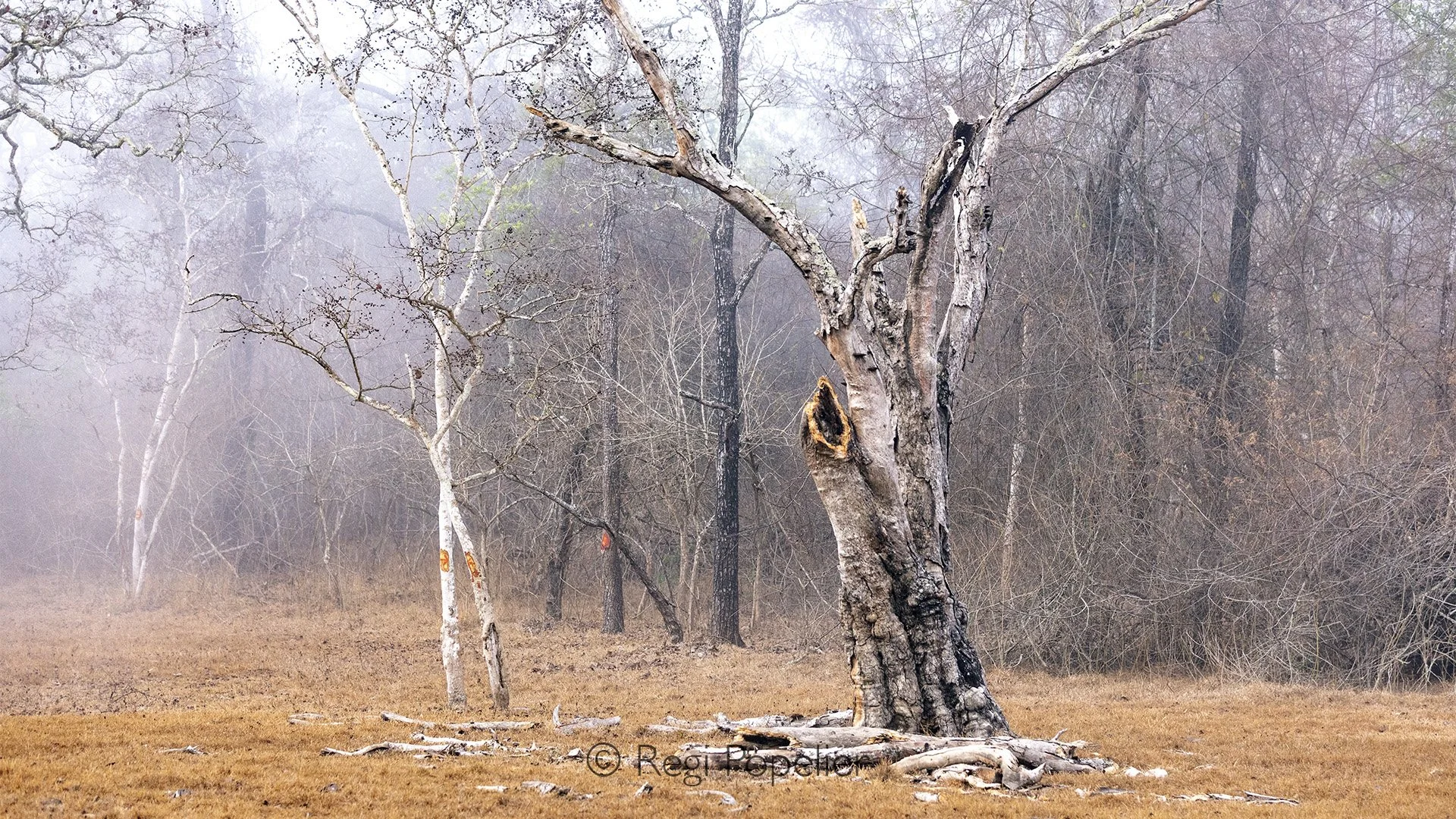INDIA093 - It should not always be animals. A lone corpus of a dead tree.  