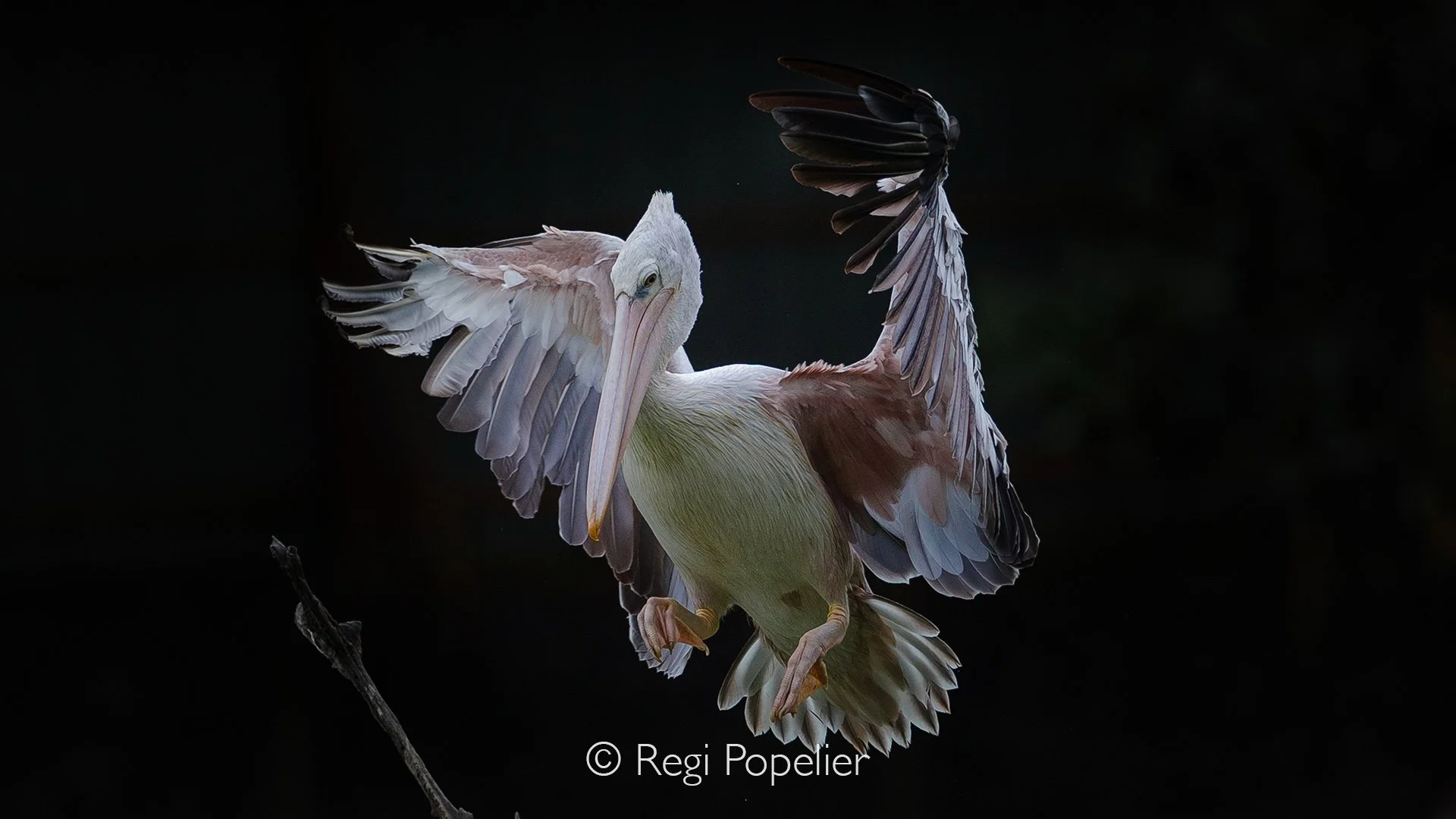 MALAS012 - Landing of a pelican. 
