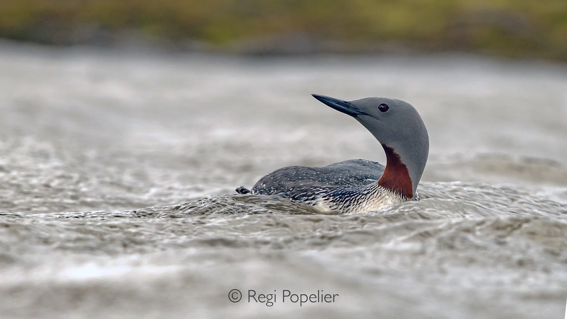 NPOLE075 - Star grebe, (Gavia stellata)