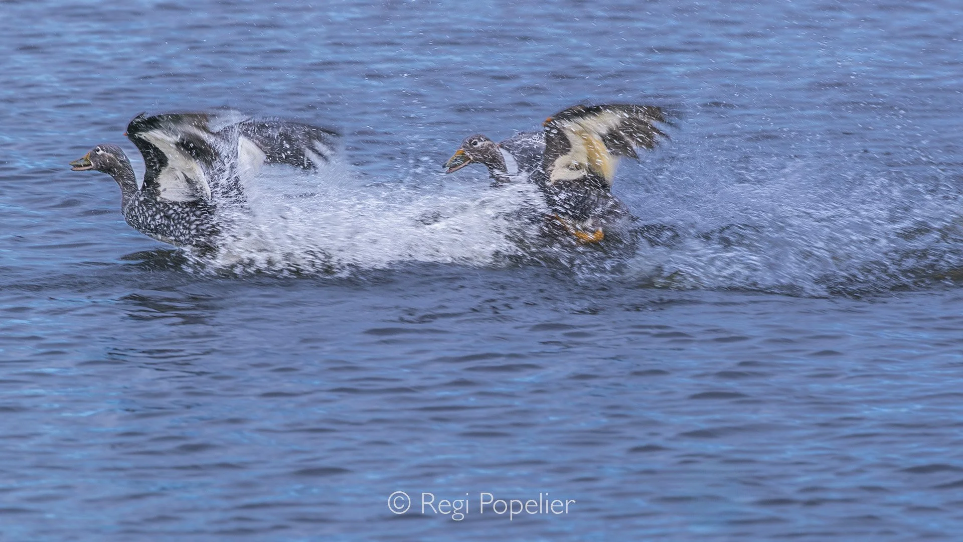 CHILI014 - Territorial behavior of the huge Flightless Steamer-ducks. 