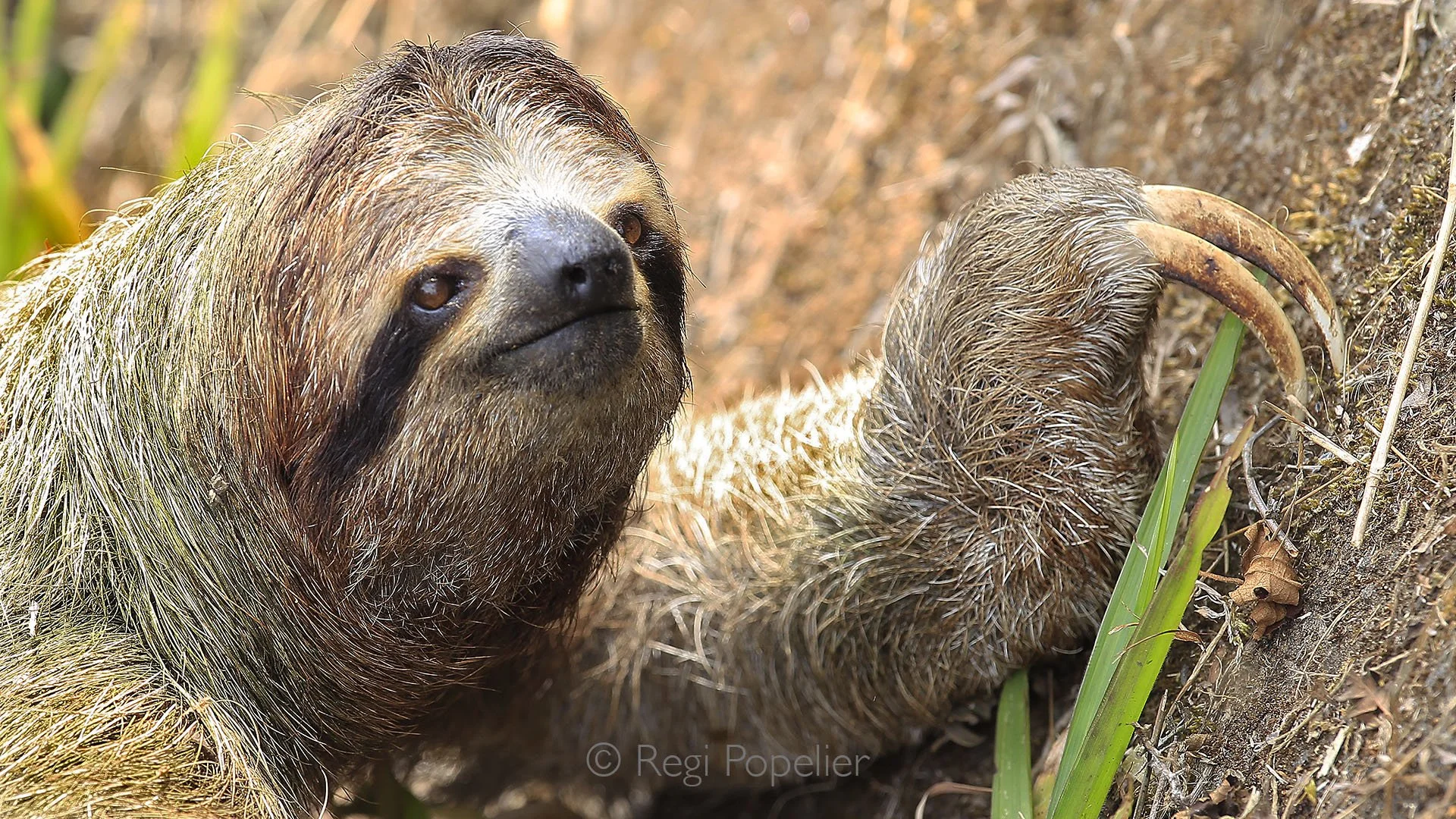 CR002 - Two-toned sloth slowly climbs back up a tree after its descent, each deliberate movement highlighting its gentle grace and calm resilience in the forest canopy.