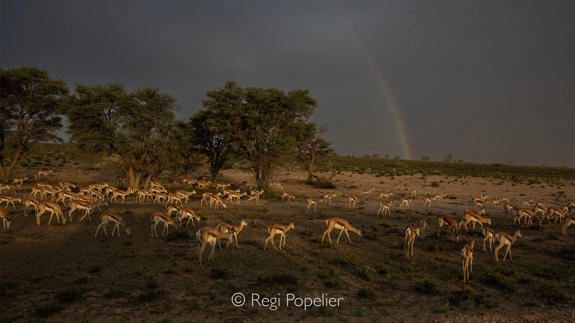South Africa026 -  A large herd of springbok grazes peacefully across the Kalahari plains, framed by scattered trees beneath an overcast sky. As a vibrant rainbow emerges after the passing rain, the landscape is transformed into a breathtaking scene 