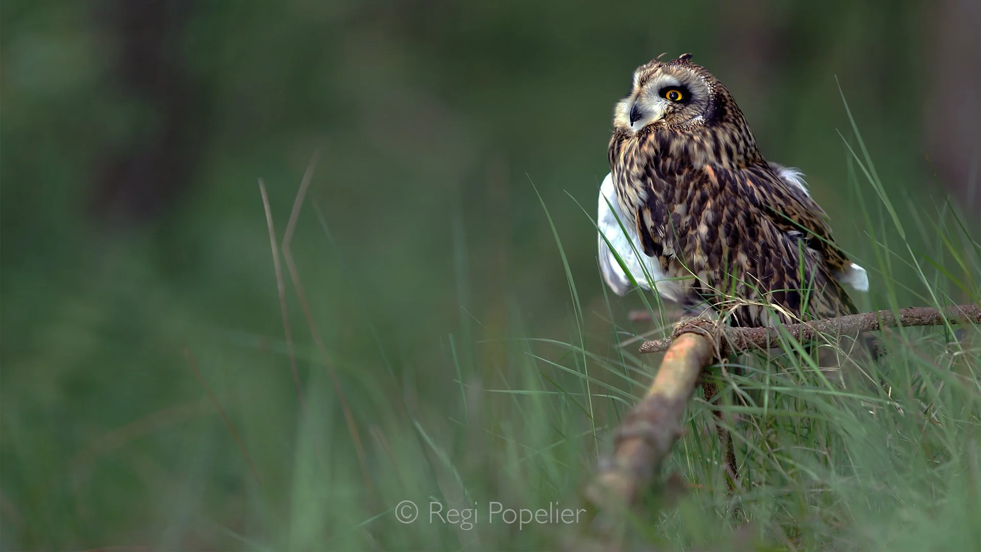 Scotland004  - Differant poses of the Short-eared owl.