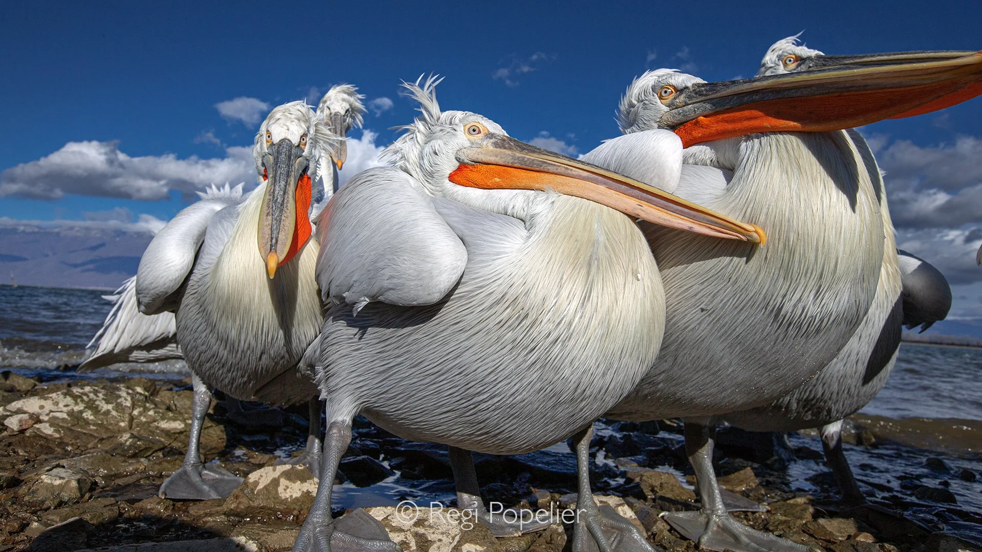 GRE015 - On the small island in the lake, they gather around noon and begin cleaning their feathers simultaneously