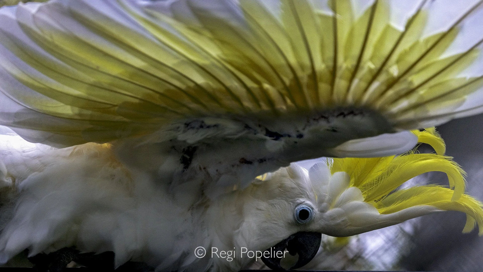 INDO091 -A large white cockatoo with a spectacular, plumed yellow crest and a dark bill. These birds are so accustomed to being around people that, on several occasions, they came remarkably close. 