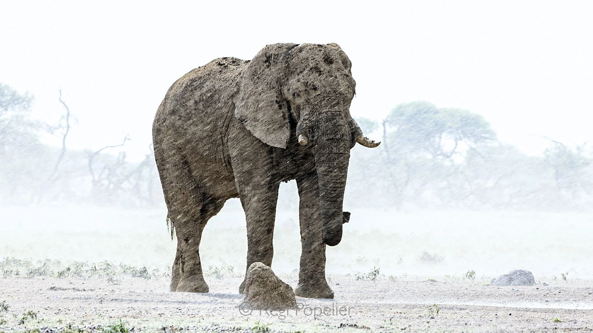 BOTS016 - A lone bull elephant stands tall against the storm, a silhouette of raw power in the Makgadikgadi rains.